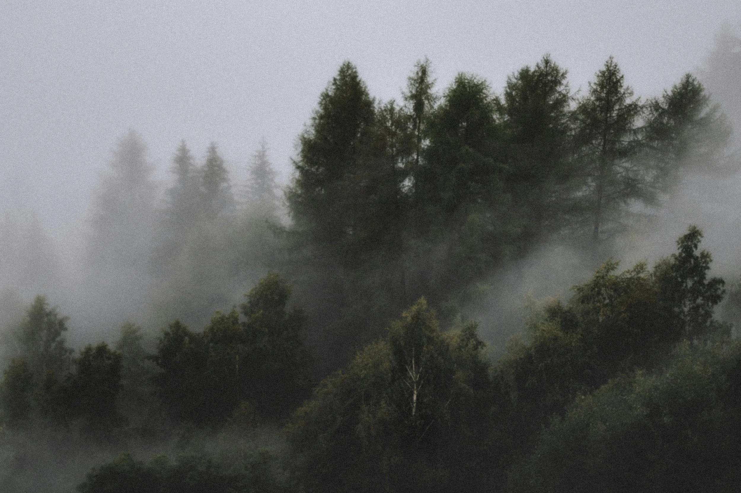 A foggy forest with tall evergreen trees shrouded in mist.