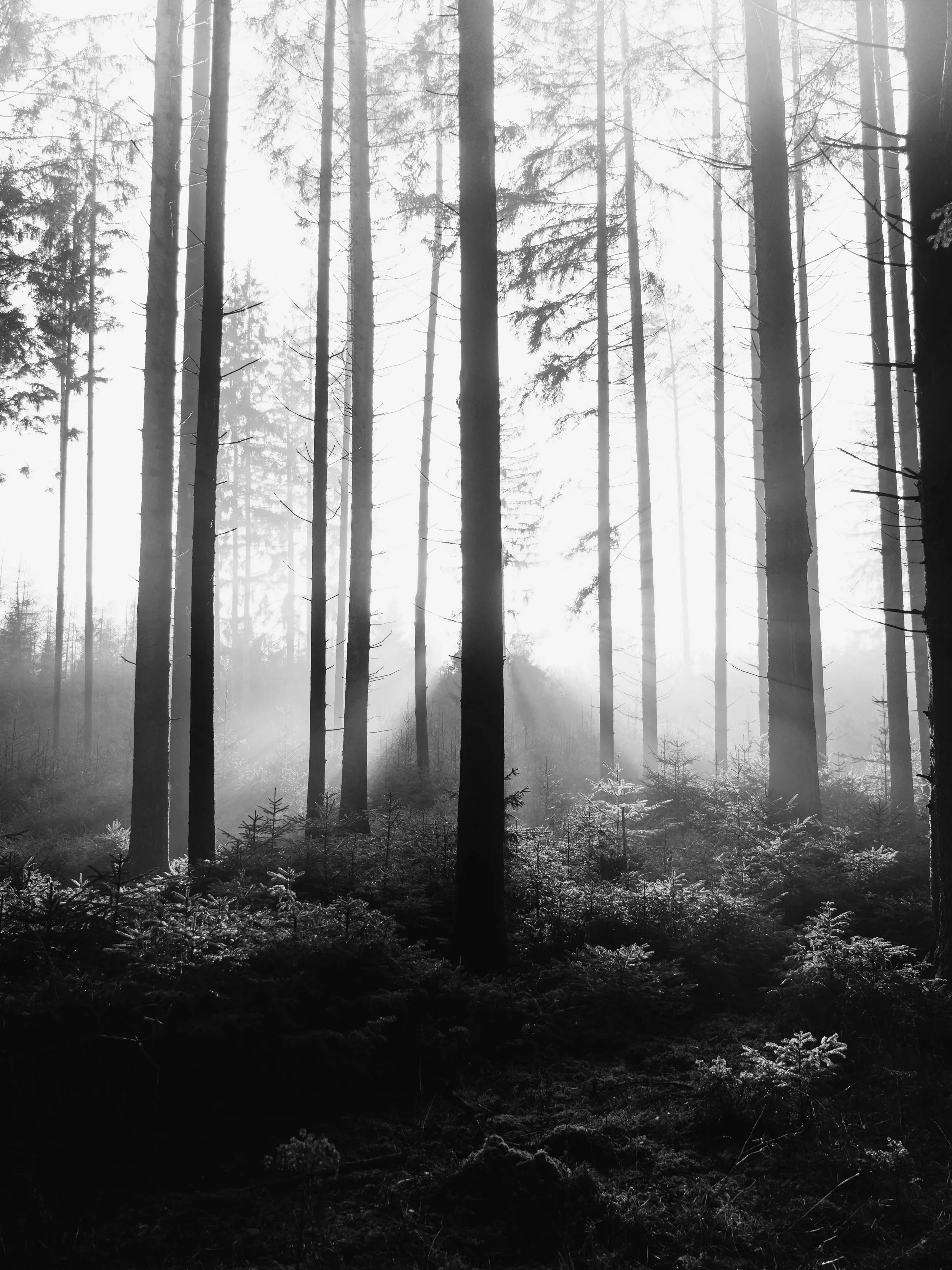 Black and white photo of a foggy forest with tall, slender trees and low-lying bushes.