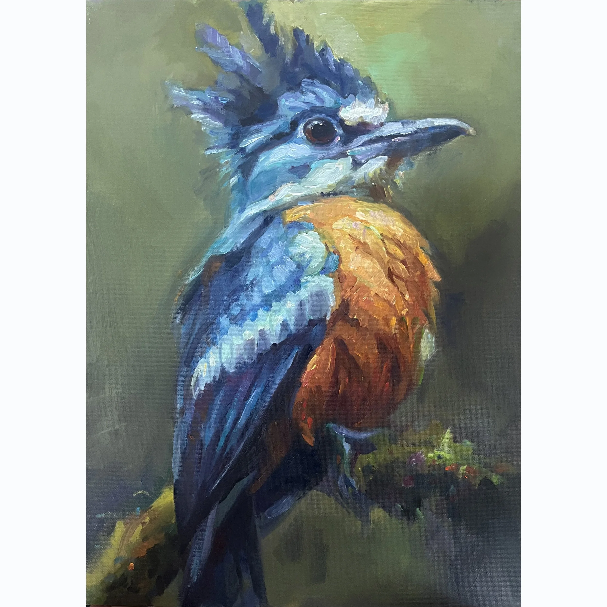 Belted Kingfisher-2025