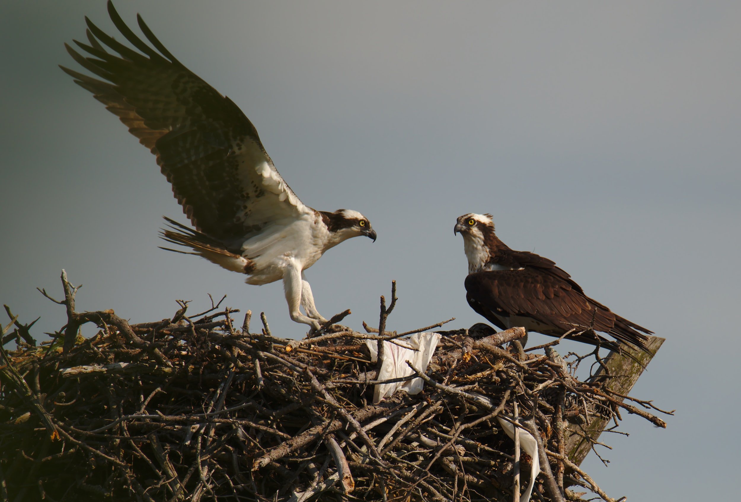 Osprey Identification, All About Birds, Cornell Lab of Ornithology