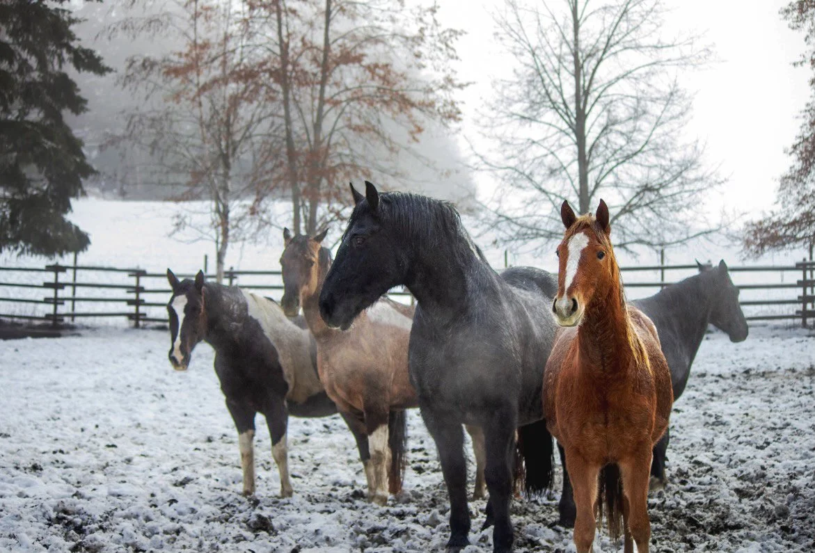 horses at freedom gate
