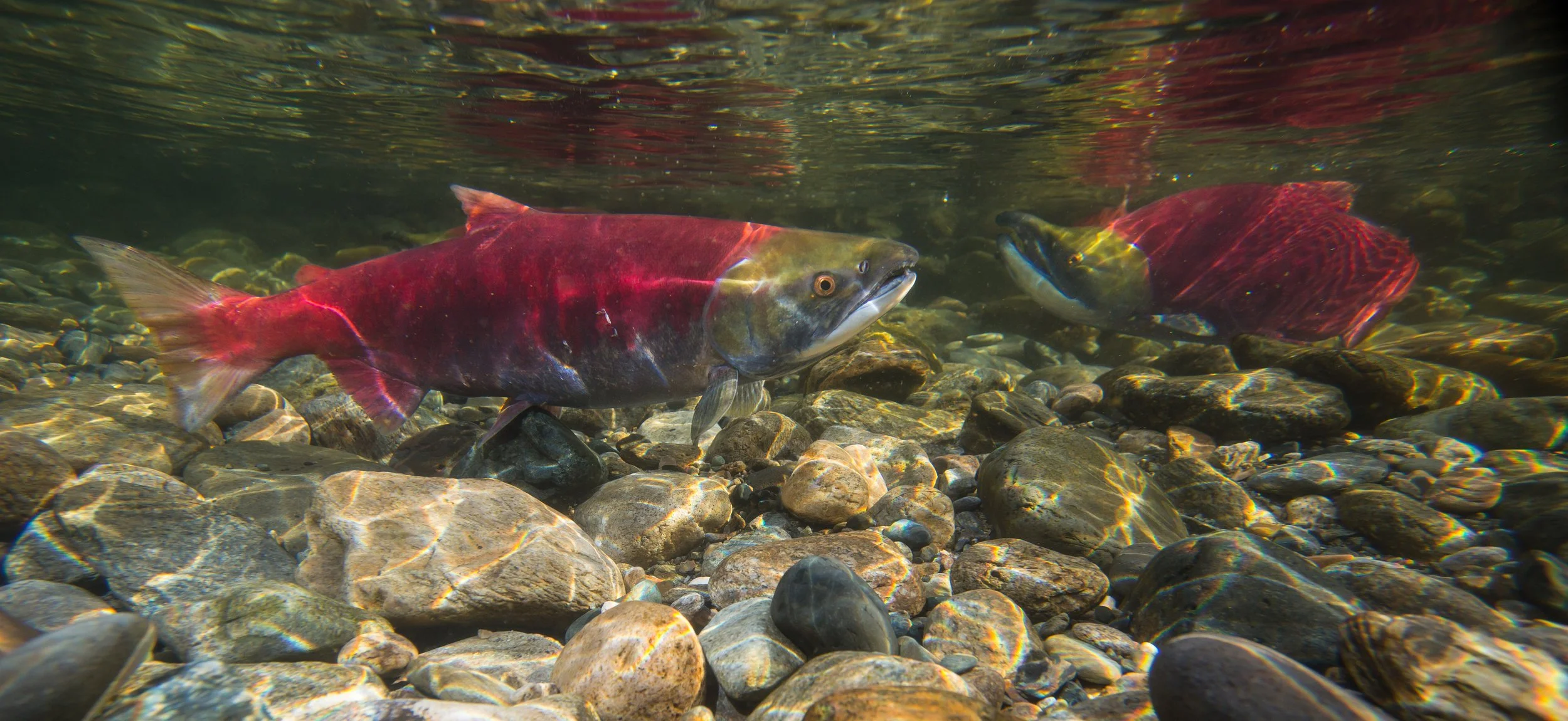 Salute to the Sockeye Festival 2022