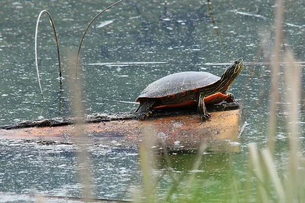 First Annual White Lake Turtle Festival