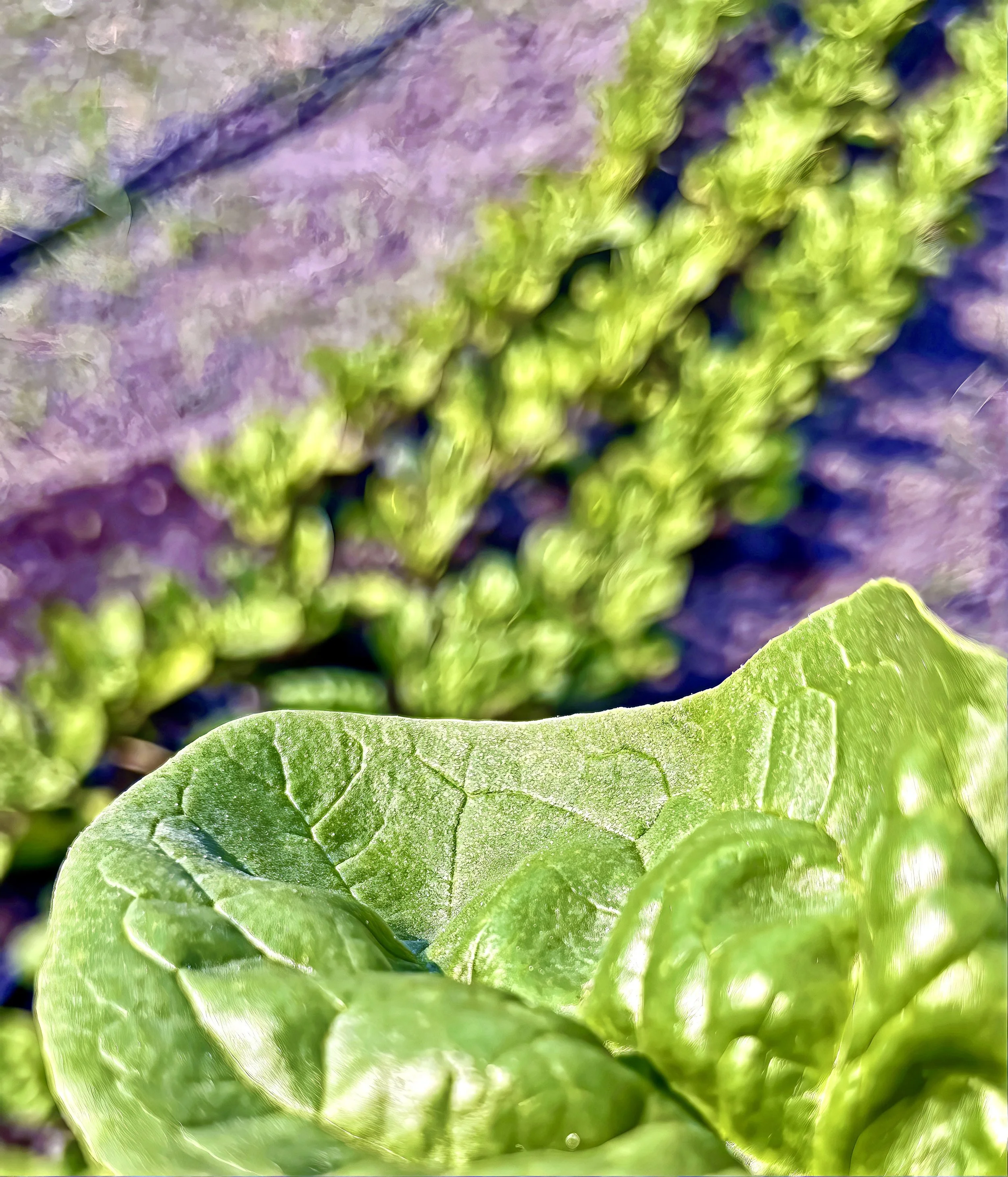 Community Food from the Roots Up