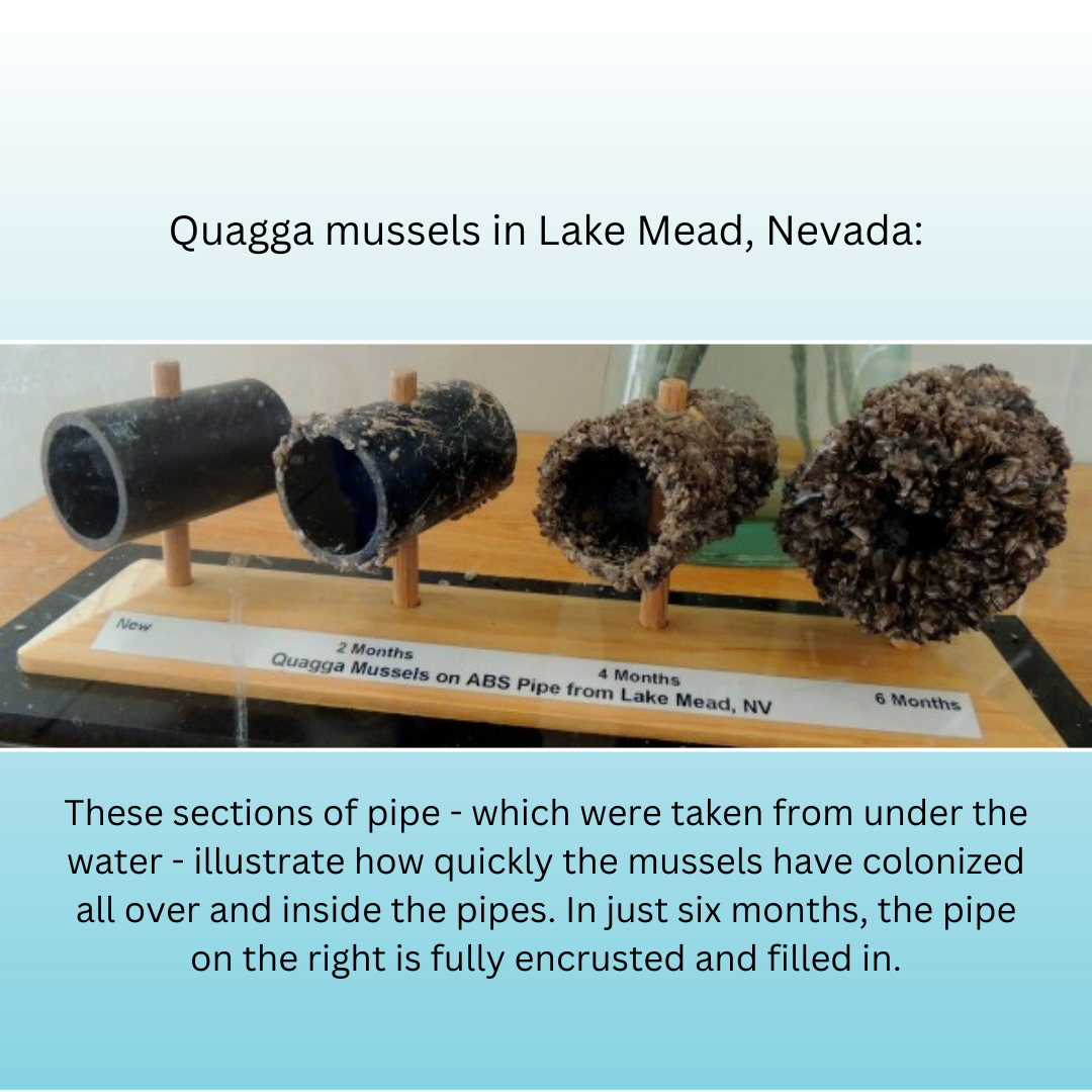 New Warnings for Invasive Mussels Economic Impact in BC Waters