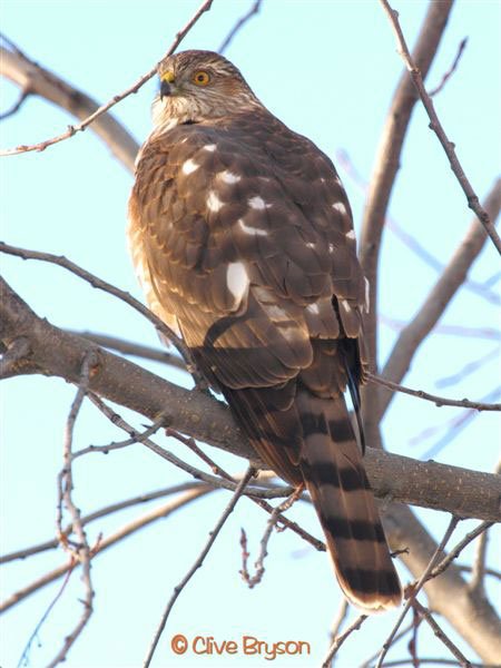Kids and Families Welcome for Christmas Bird Count