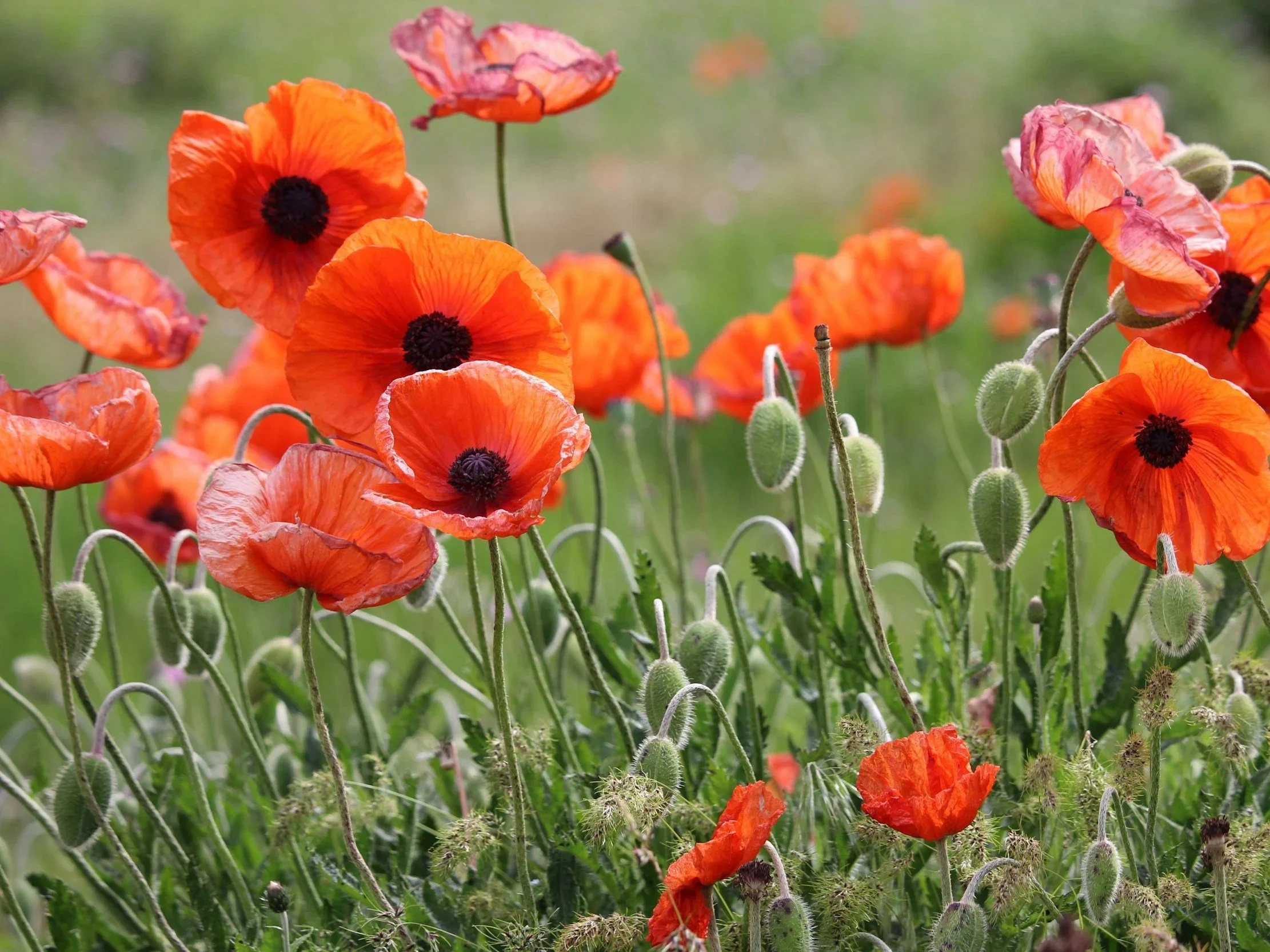 Remembrance Day Shuswap