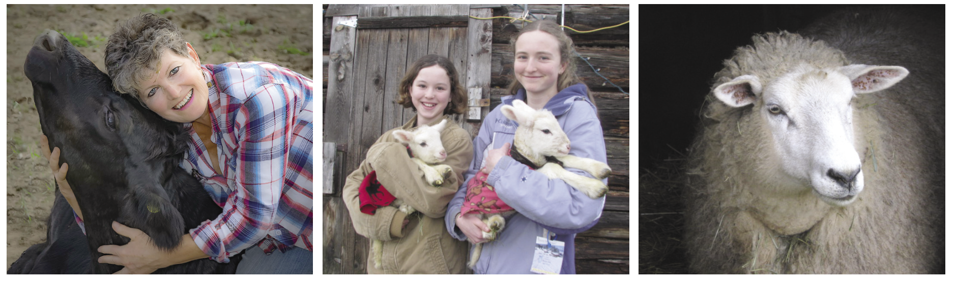 High Croft Farm in Notch Hill, from left to right: Una St.Clair with a calf, the Friesen sisters from Sorrento, and a resident sheep