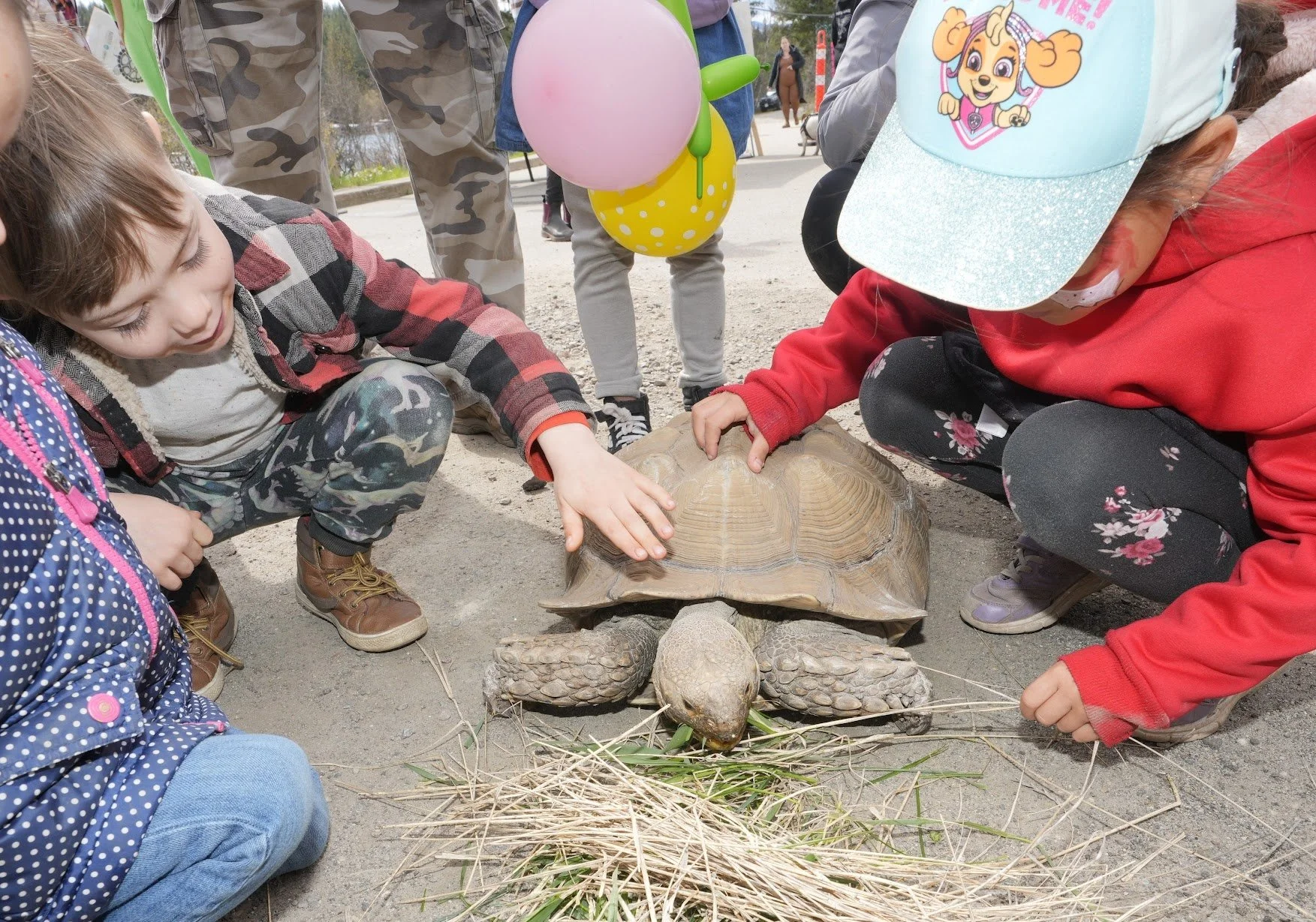 Cruz the tortoise (photo credit WLRA)