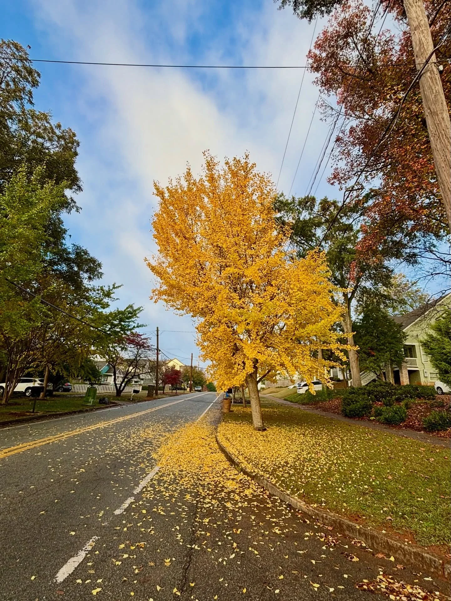 It was an exquisite morning holding 3hours of ritual space at the Oakland Cemetery Bell Tower for Ancestral Grief. The autumn trees were at their peak of beauty. We sang, we wrote, we shared, we cried, we created beauty, we drummed, we journeyed deep