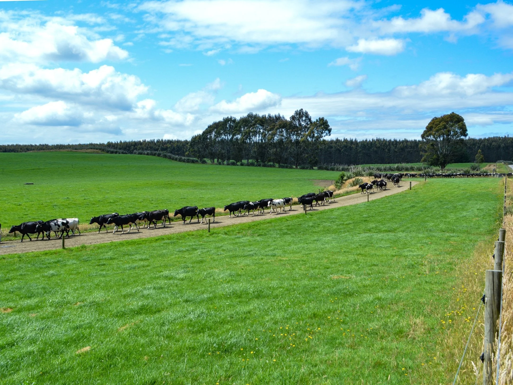 OUR LANDHOLDINGS — New Zealand Rural Land Co