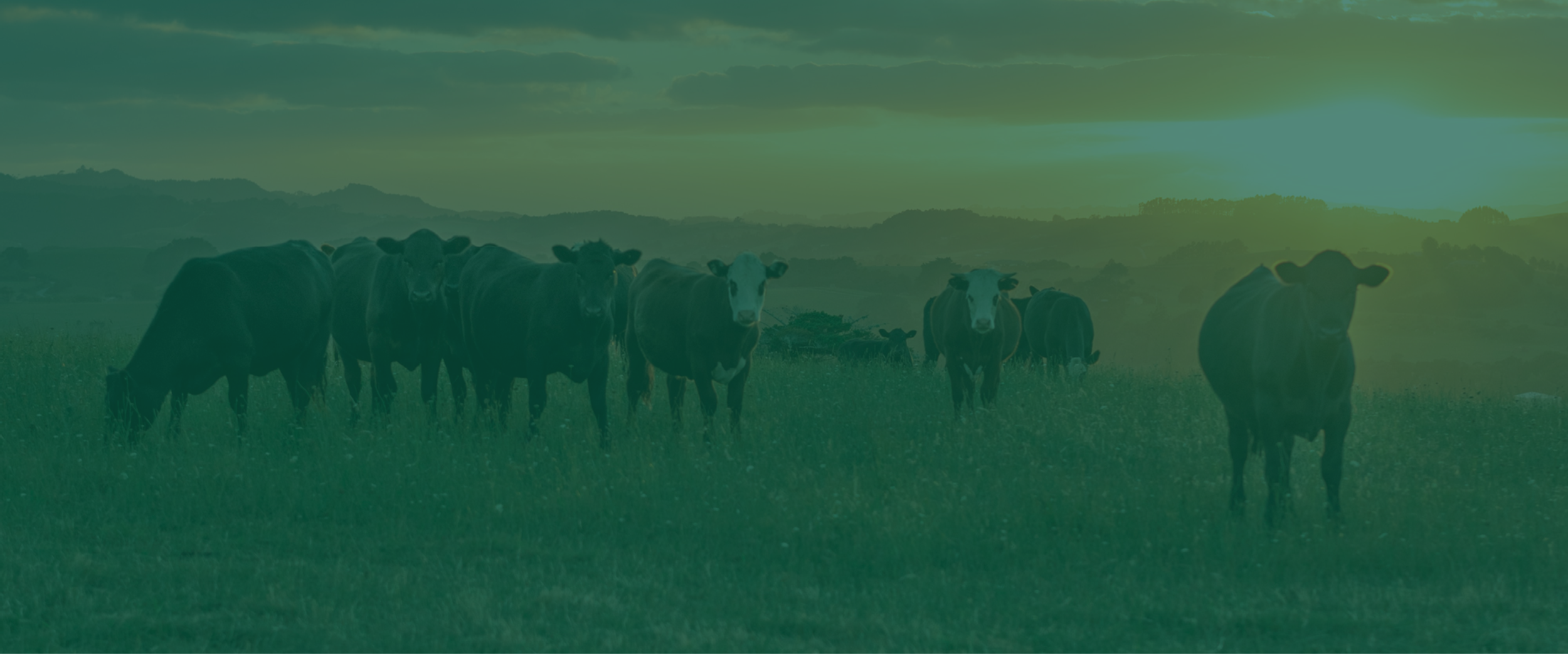 Overview — New Zealand Rural Land Co