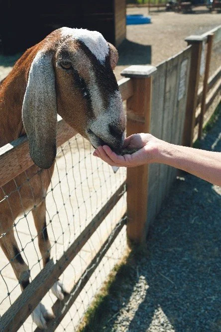 Best Things to Do With Kids in the Seattle Area