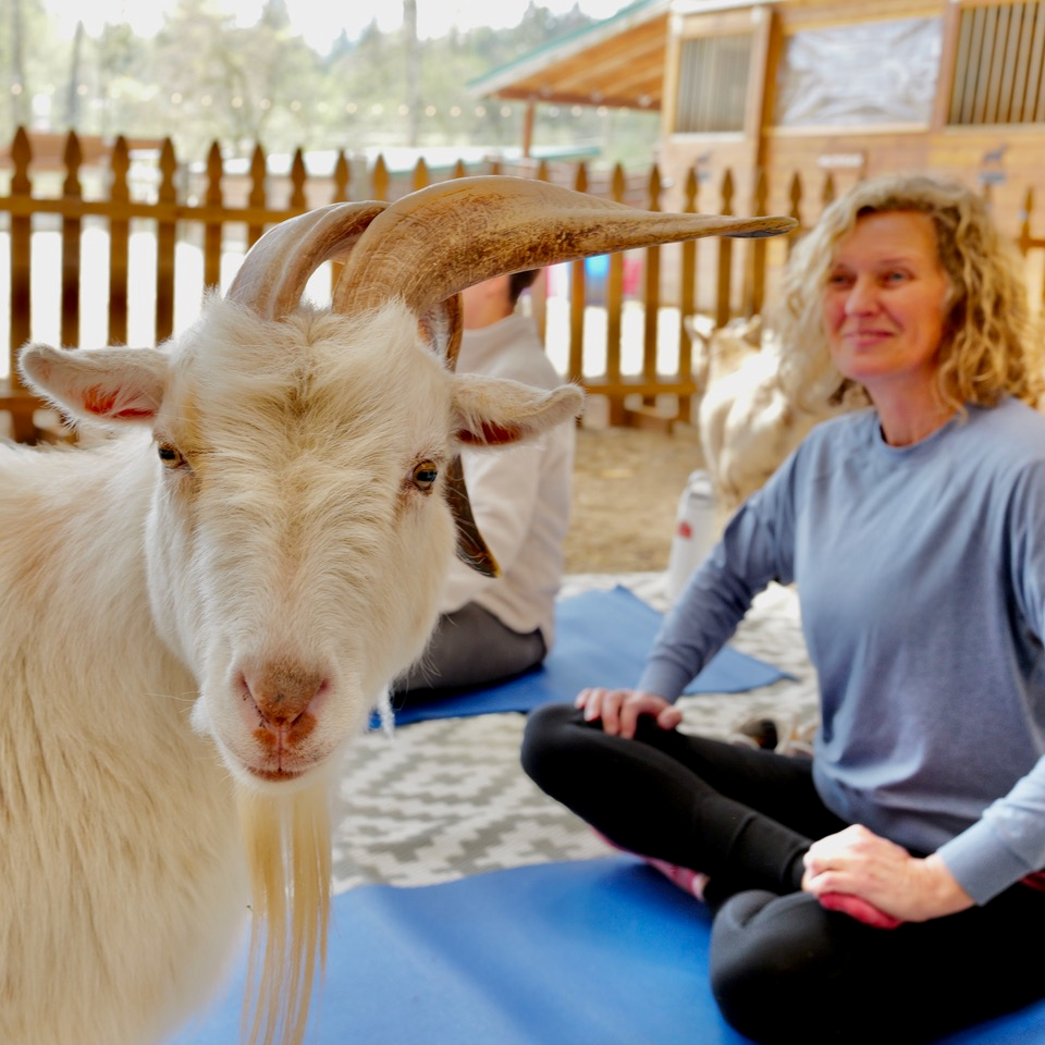 goat yoga.png