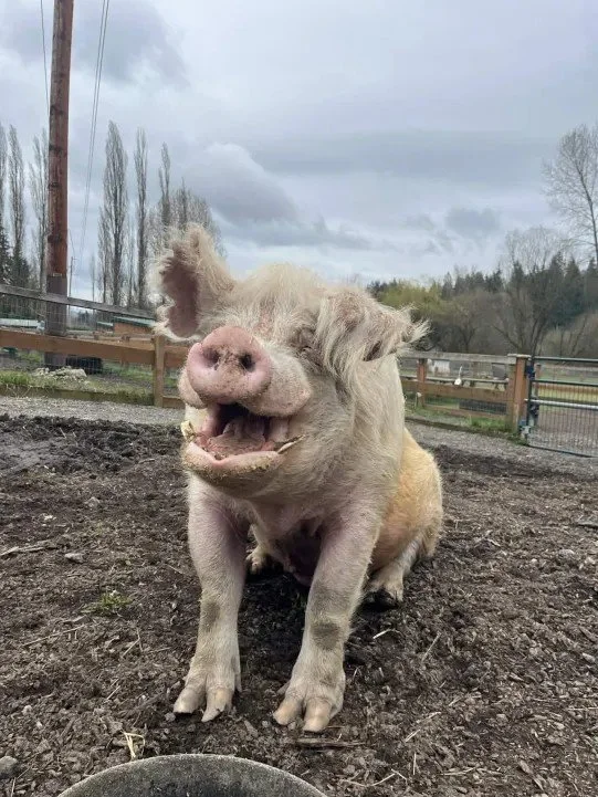 Hamilton smiling.jpg