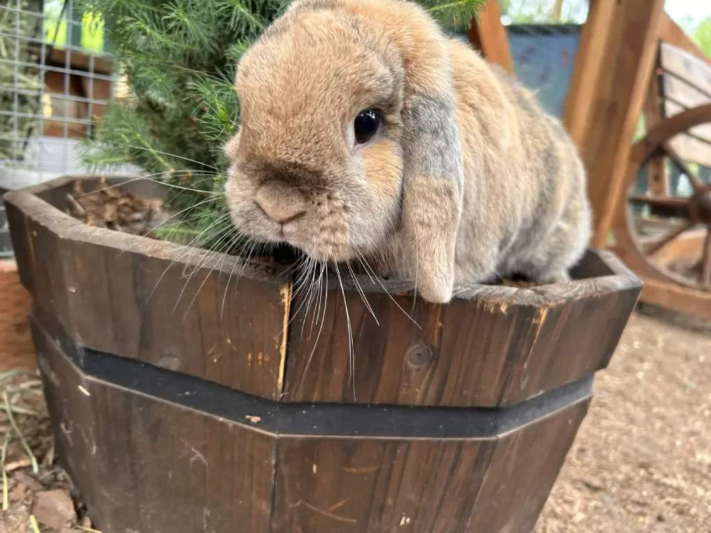 Peter in planter.webp
