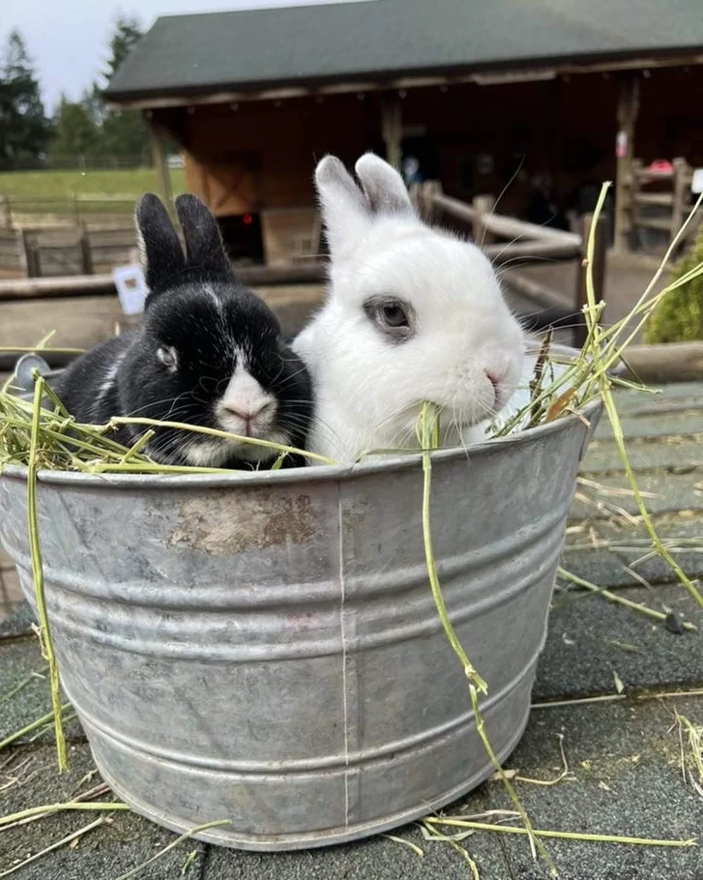 What's New — Sammamish Animal Sanctuary.