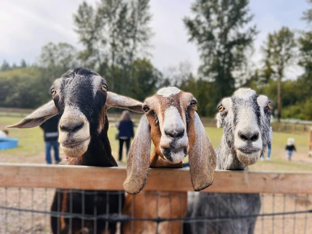3 big goats.jpg