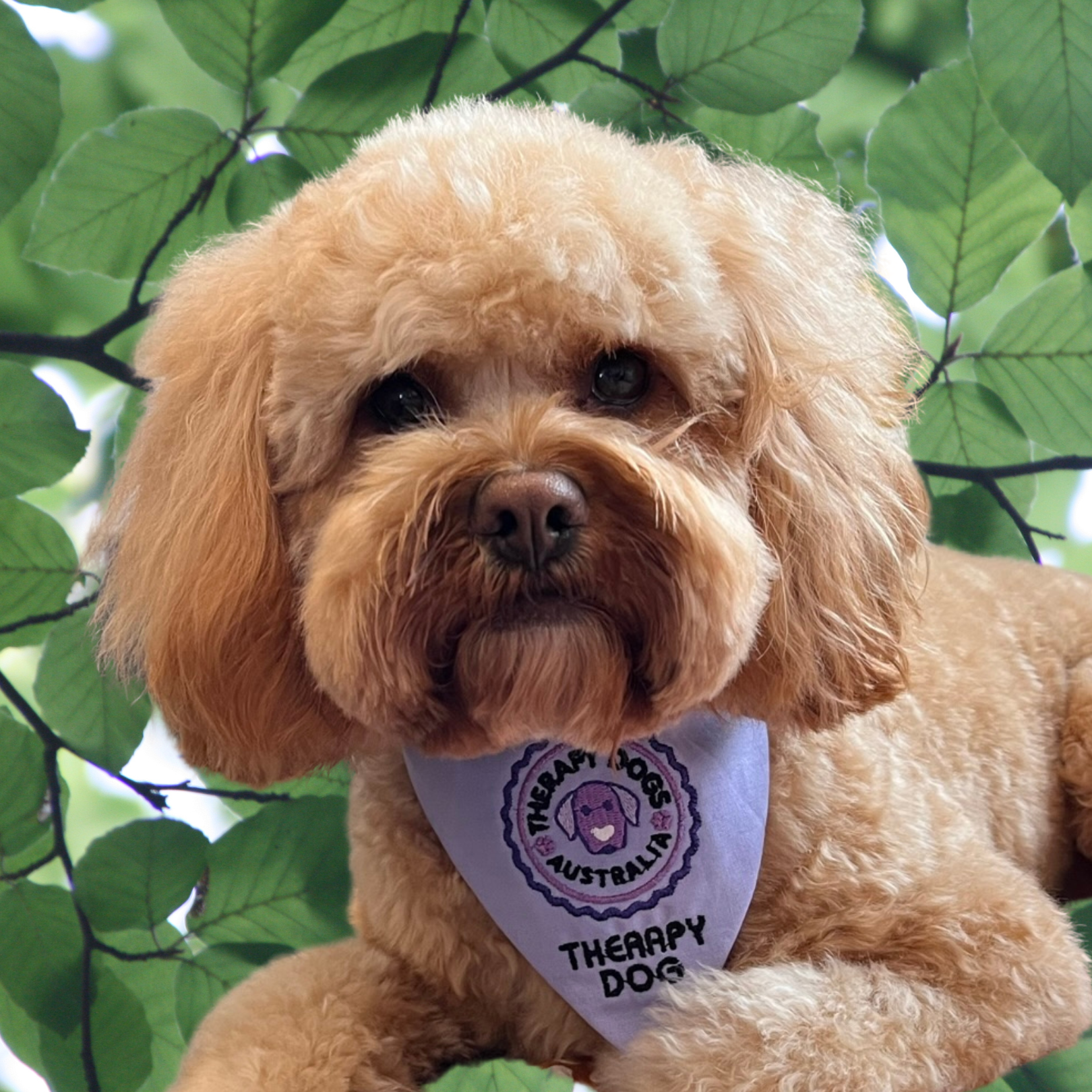 Animal Assisted Therapy