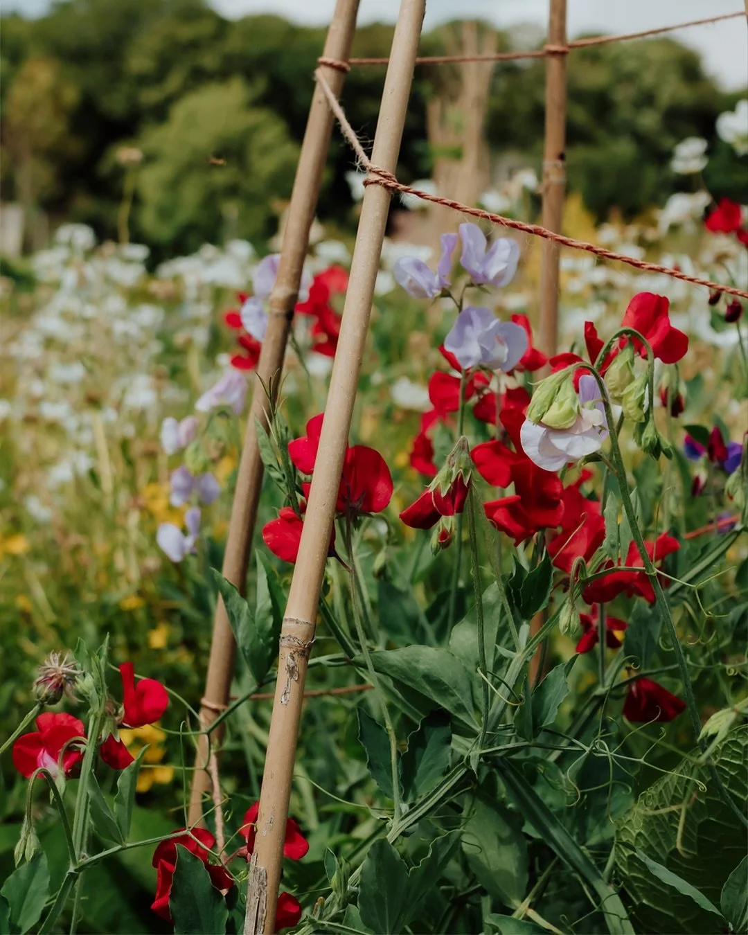 I had the immense privilege of spending an afternoon with the wonderful team at In Jolly Good Company @in_jolly_good_company a Dorset-based, dementia-friendly charity using creativity and connection to combat loneliness and isolation in older people.
