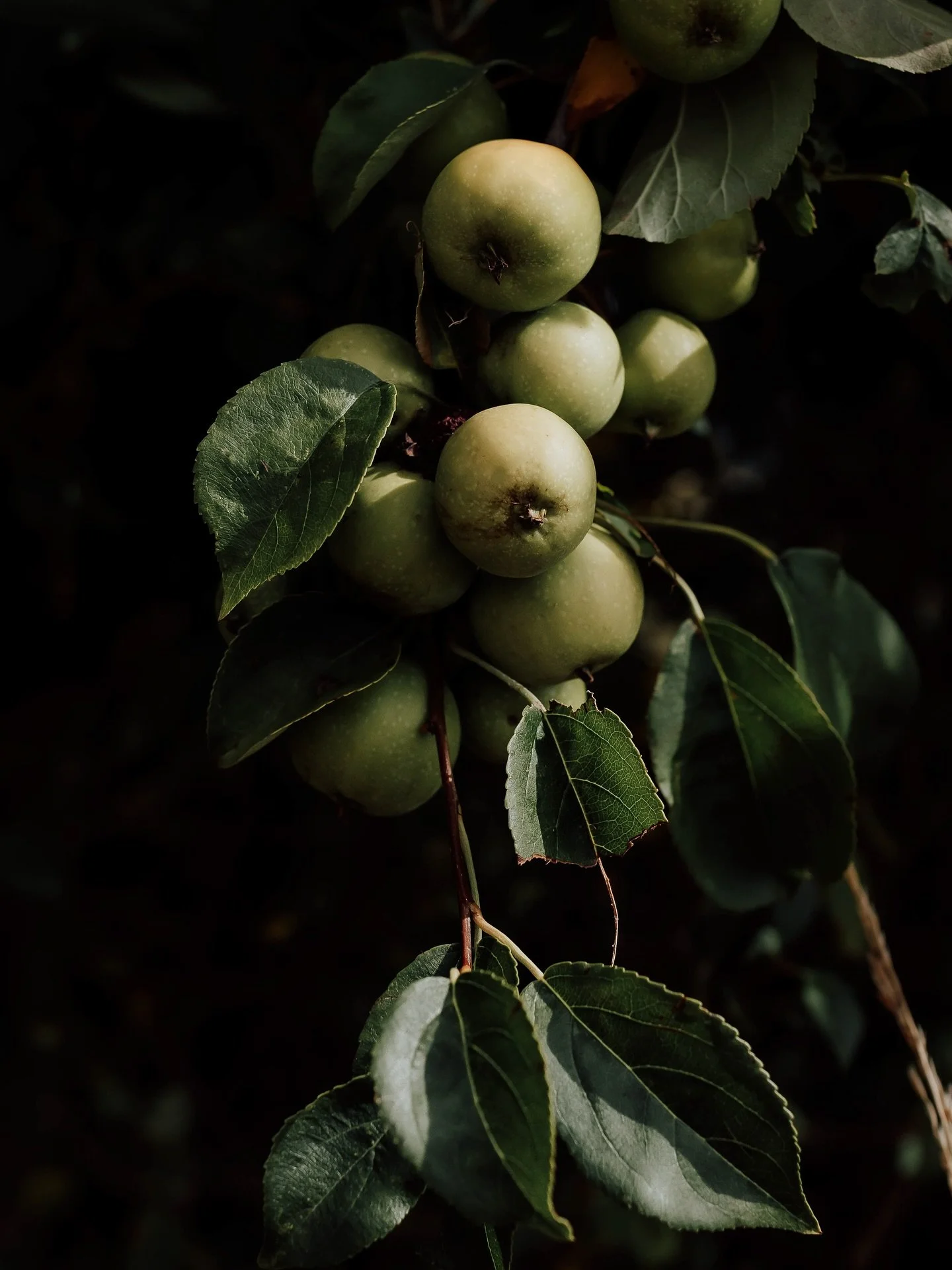 Crab Apple season in Shropshire 💚

#crabappleseason 
#foraginguk
