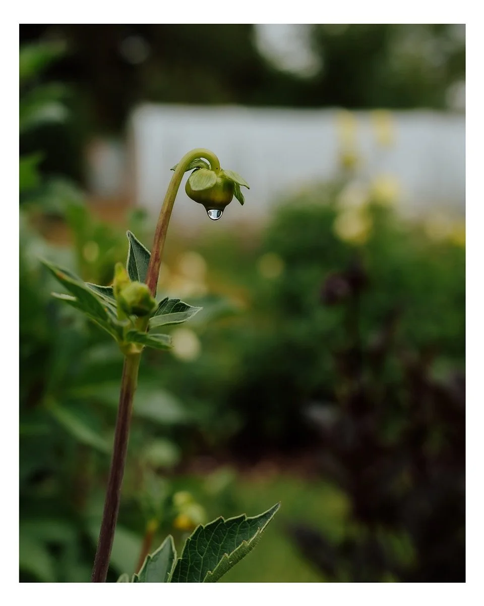 Some beautiful moments from a morning spent with Rosie @nuthatchflowers, documenting her at work in her flower garden. An absolute honour to shoot this and perhaps my favourite thing to photograph &ndash; flowers and people.

#gardenphotography 
#flo