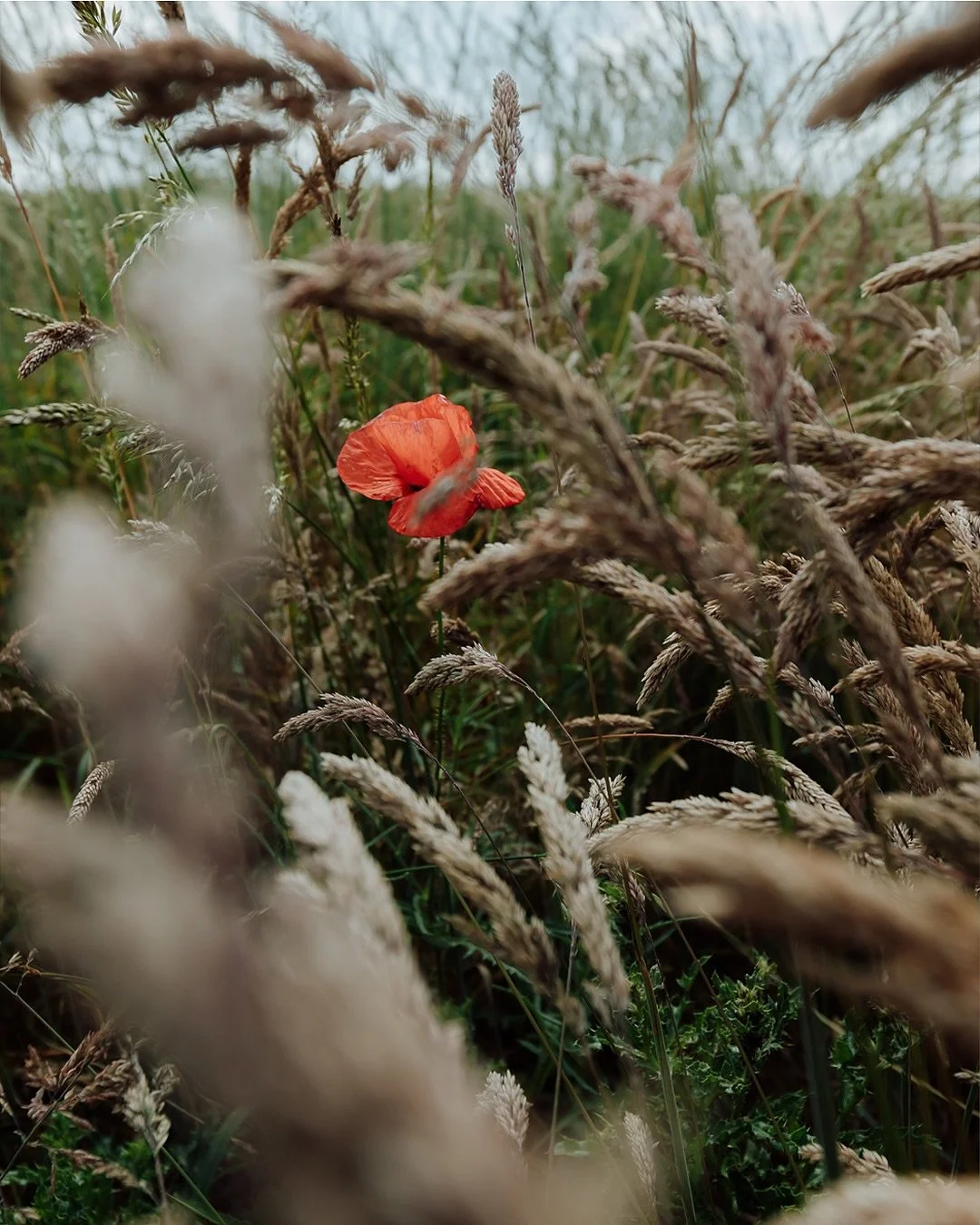 &lsquo;Where the Wild Returns&rsquo; is a long-form documentary photo essay exploring rewilding projects across Dorset. Started earlier this year,  the project will capture both the ecological and philosophical heart of rewilding which offers a diffe