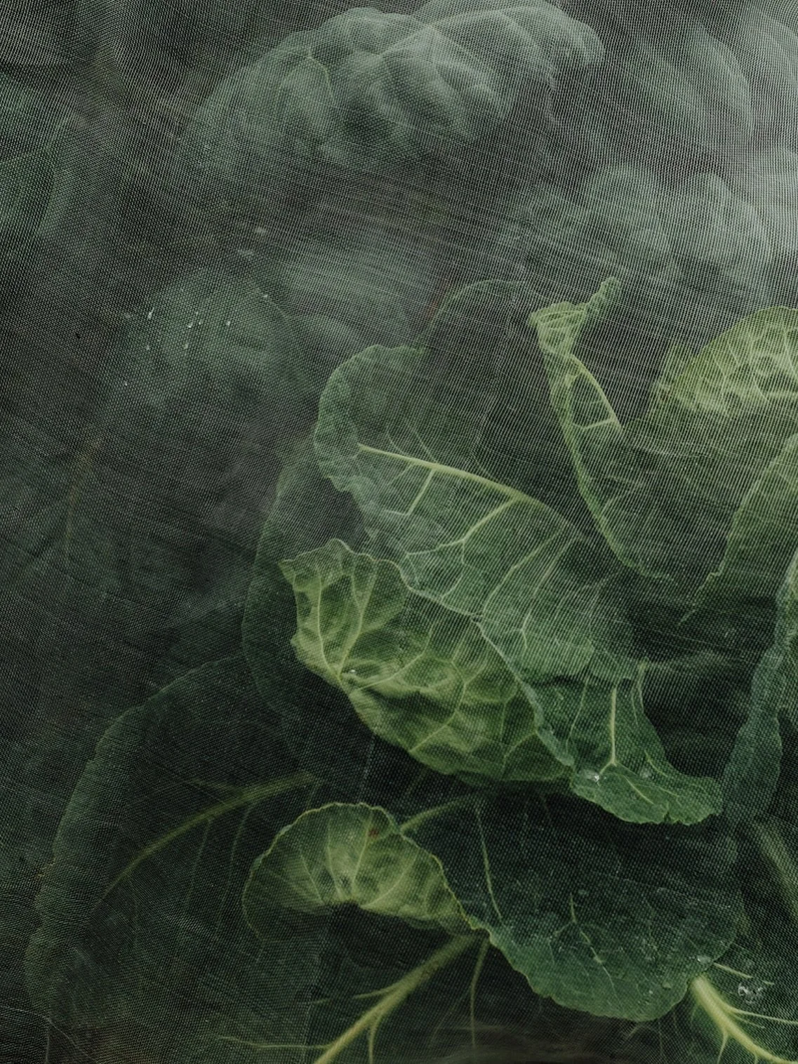 Honing in on all the details, light and texture.  An unexpected contender for one of my favourite images this year ✨

Freelance photographer | Dorset | Garden Photographer | Branding | Horticultural Photographer | Portraits | Nature Brands | Creative