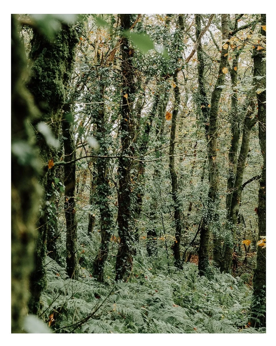 Trees, Tors and Textures ~ Cornwall ~ Oct &lsquo;25

Freelance photographer | Garden Photographer | Branding | Horticultural Photographer | Nature Brands | Creative Brand Photography | Makers | Art-led Photography | Storytelling Photography