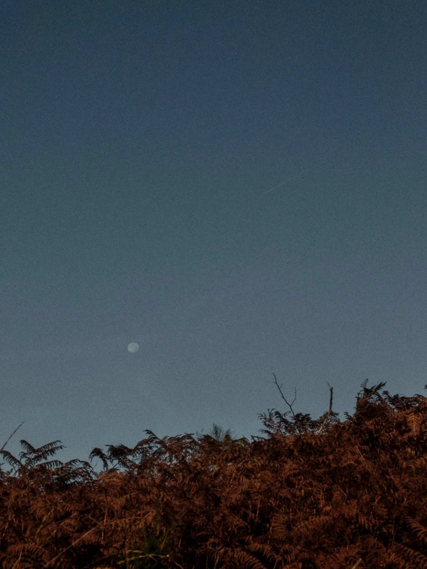 The first post of the year is my favourite colour palette of all time ✨ How magical is that winter light?

#WinterLight
#FineArtPhotography
#VisualStorytelling
#CreativeCommunity
#DorsetPhotographer