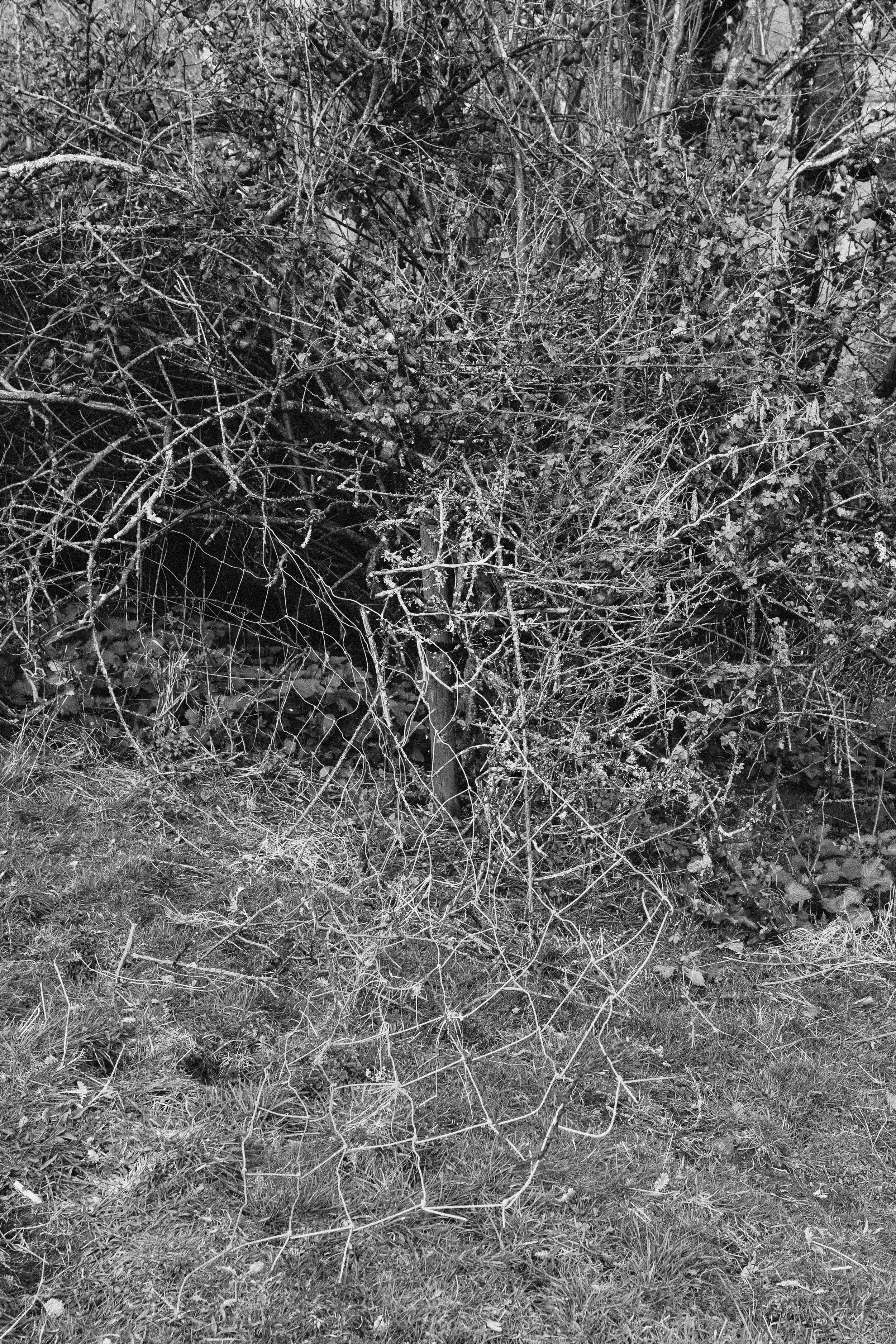 Lyscombe Fence Clearing_13.jpg