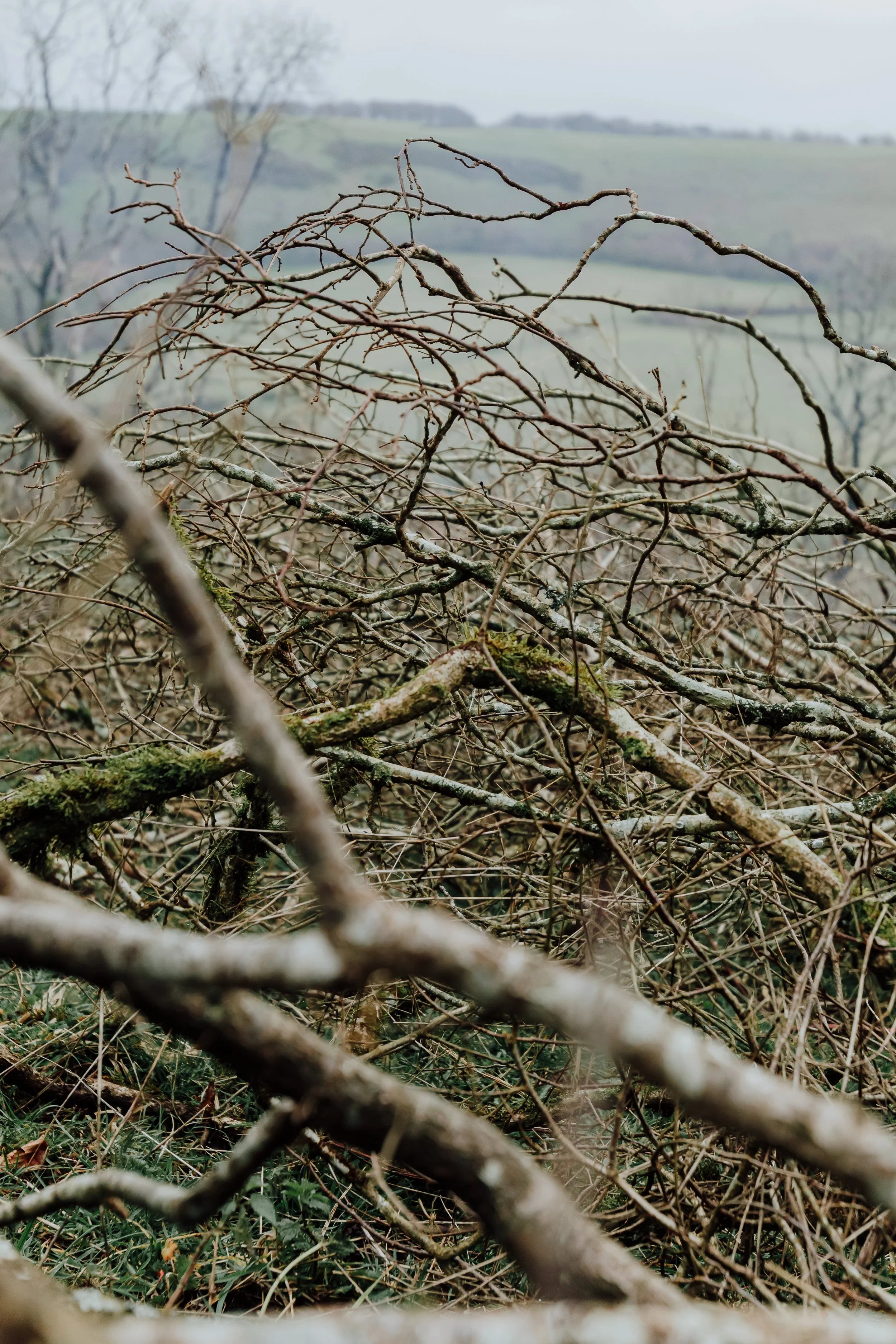 Cut scrub gathered into a pile, ready to be burned as part of land management at Lyscombe, Dorset - February '26.
