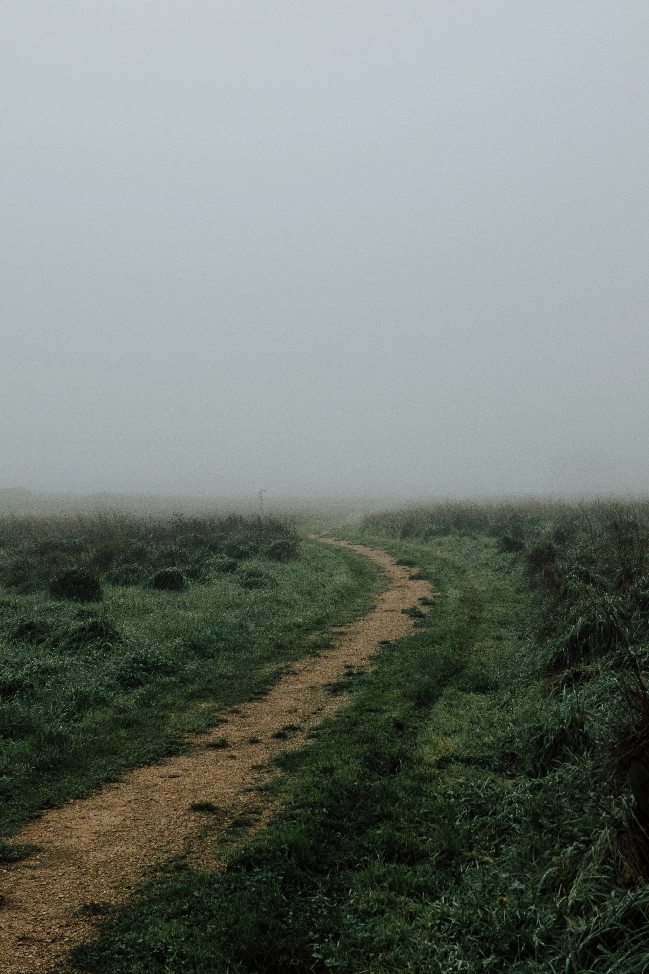 A dog-walking field created to give people and wildlife equal space, easing pressure on protected heathland species at Wild Woodbury – Nov ’25
