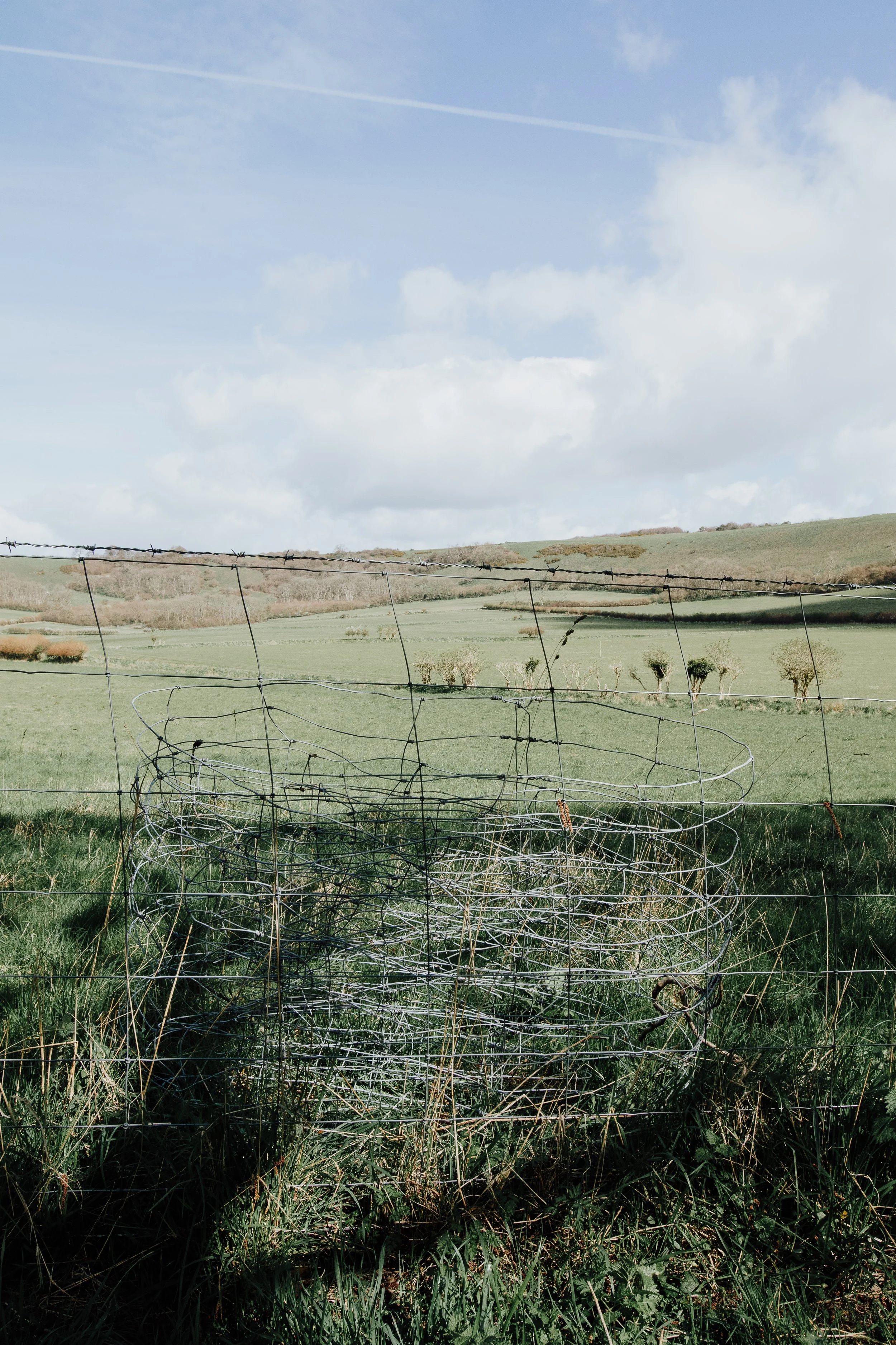 Lyscombe Fence Clearing_07.jpg