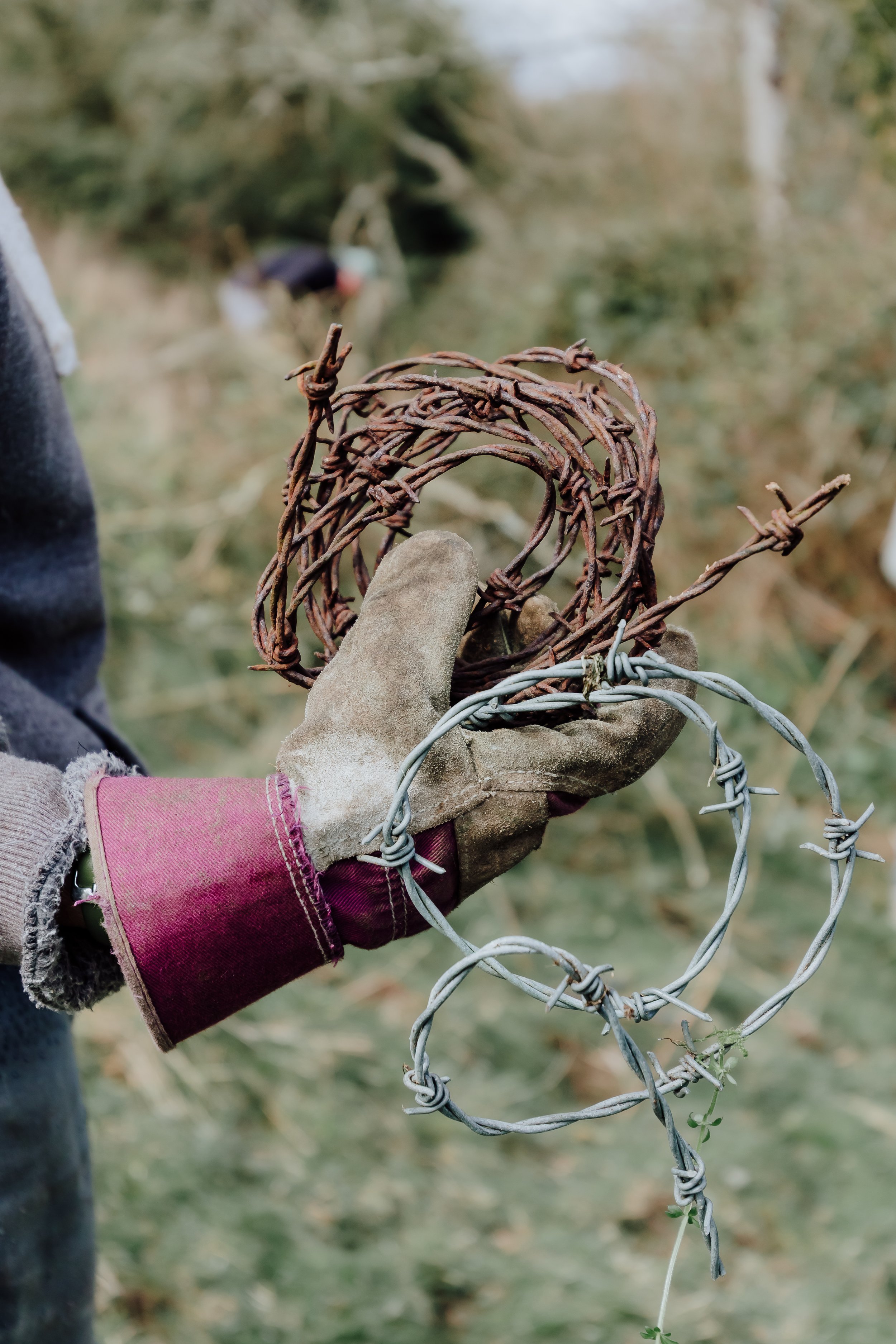 Lyscombe Fence Clearing.jpg