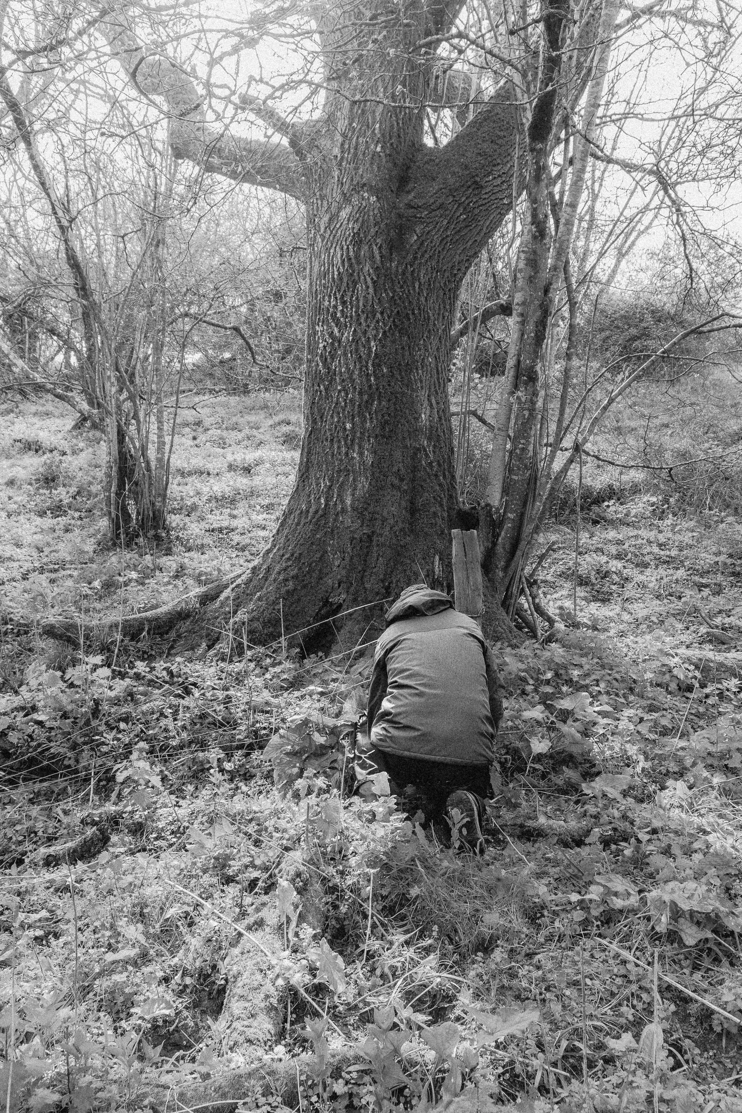Lyscombe Fence Clearing_20.jpg