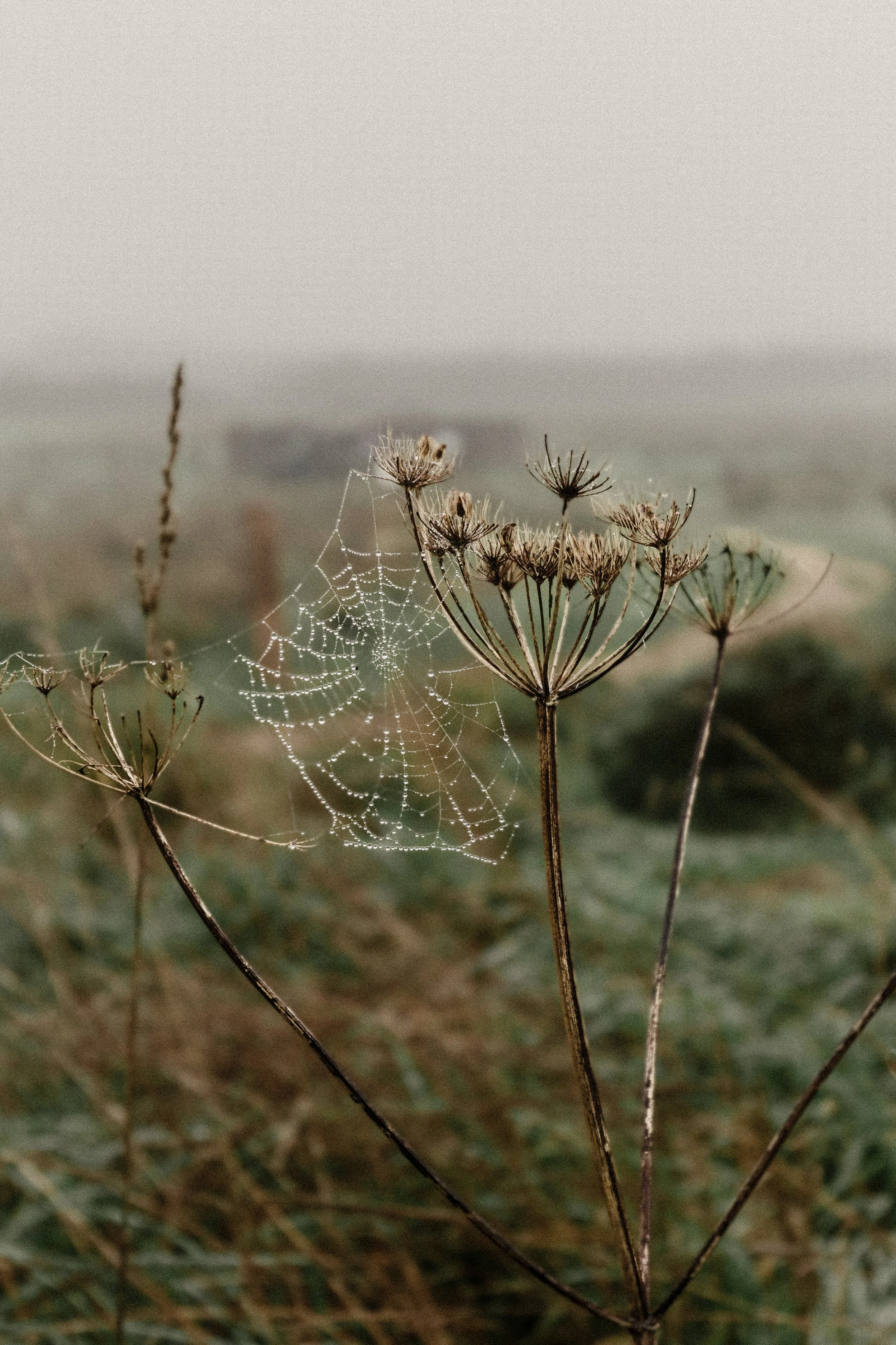 Orb Weaver spiders spinning webs at Wild Woodbury - Winter 25'