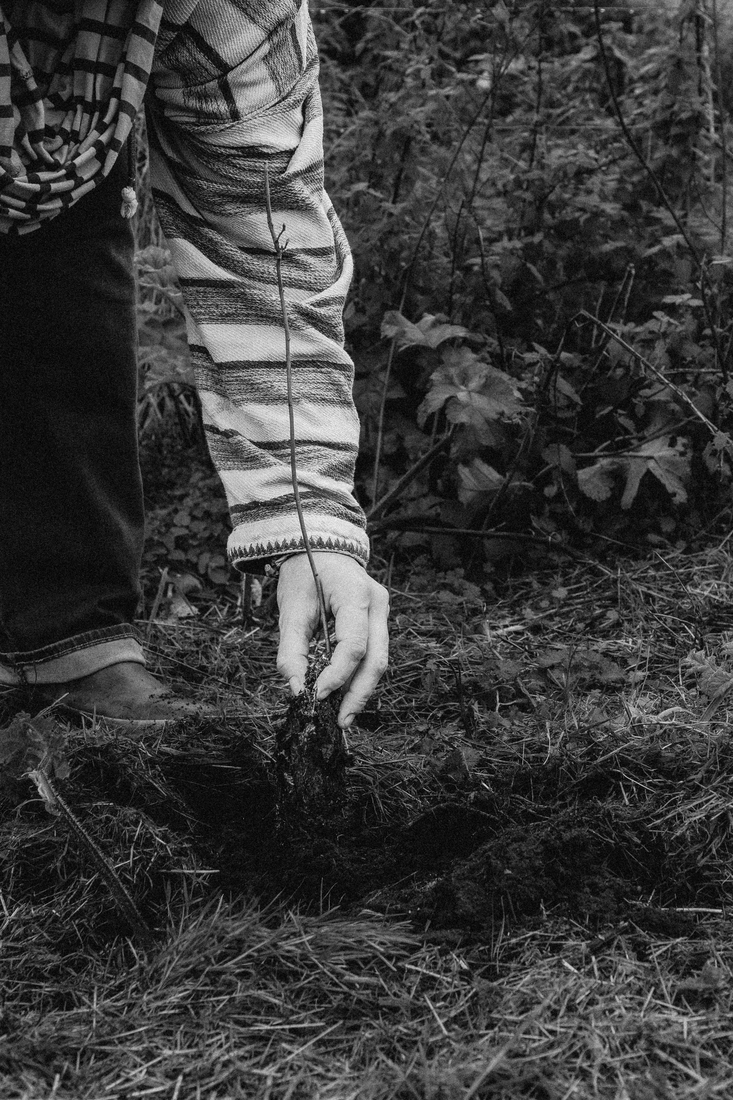 Community tree planting for an edible Orchard at Wild Woodbury - November '25