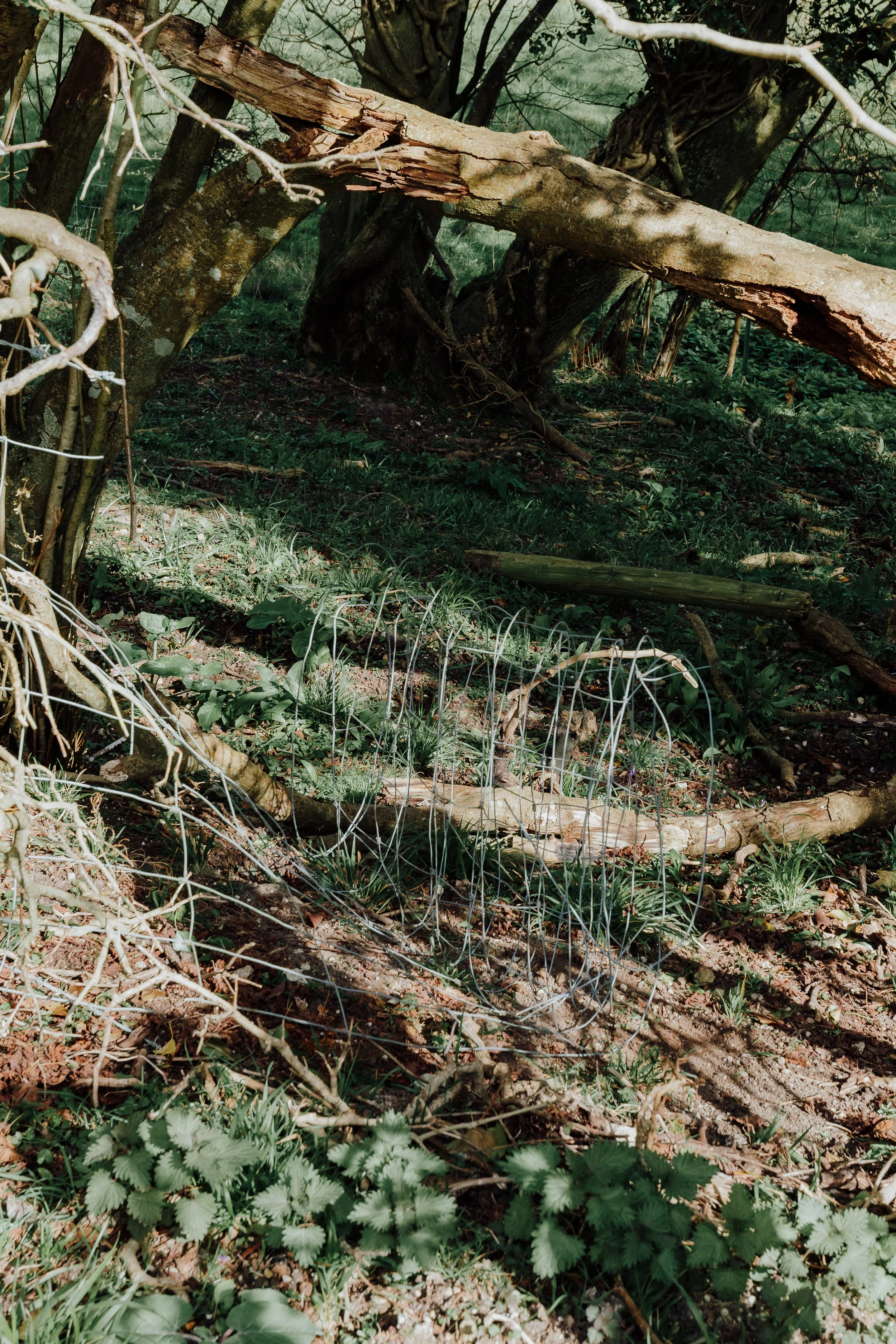 Lyscombe Fence Clearing_08.jpg