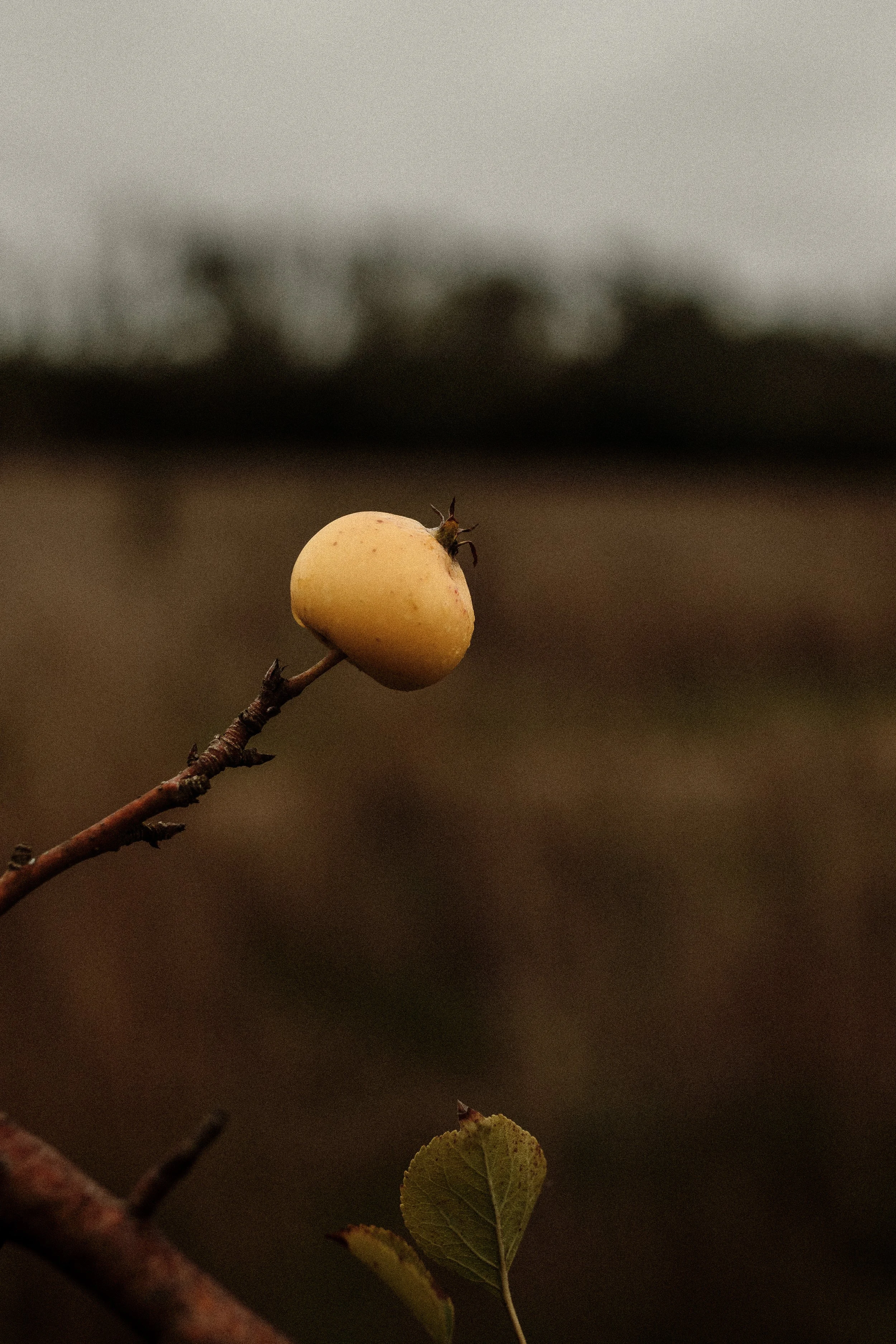 Hanging on (The last of the crab apples) at Wild Woodbury - Winter 25'