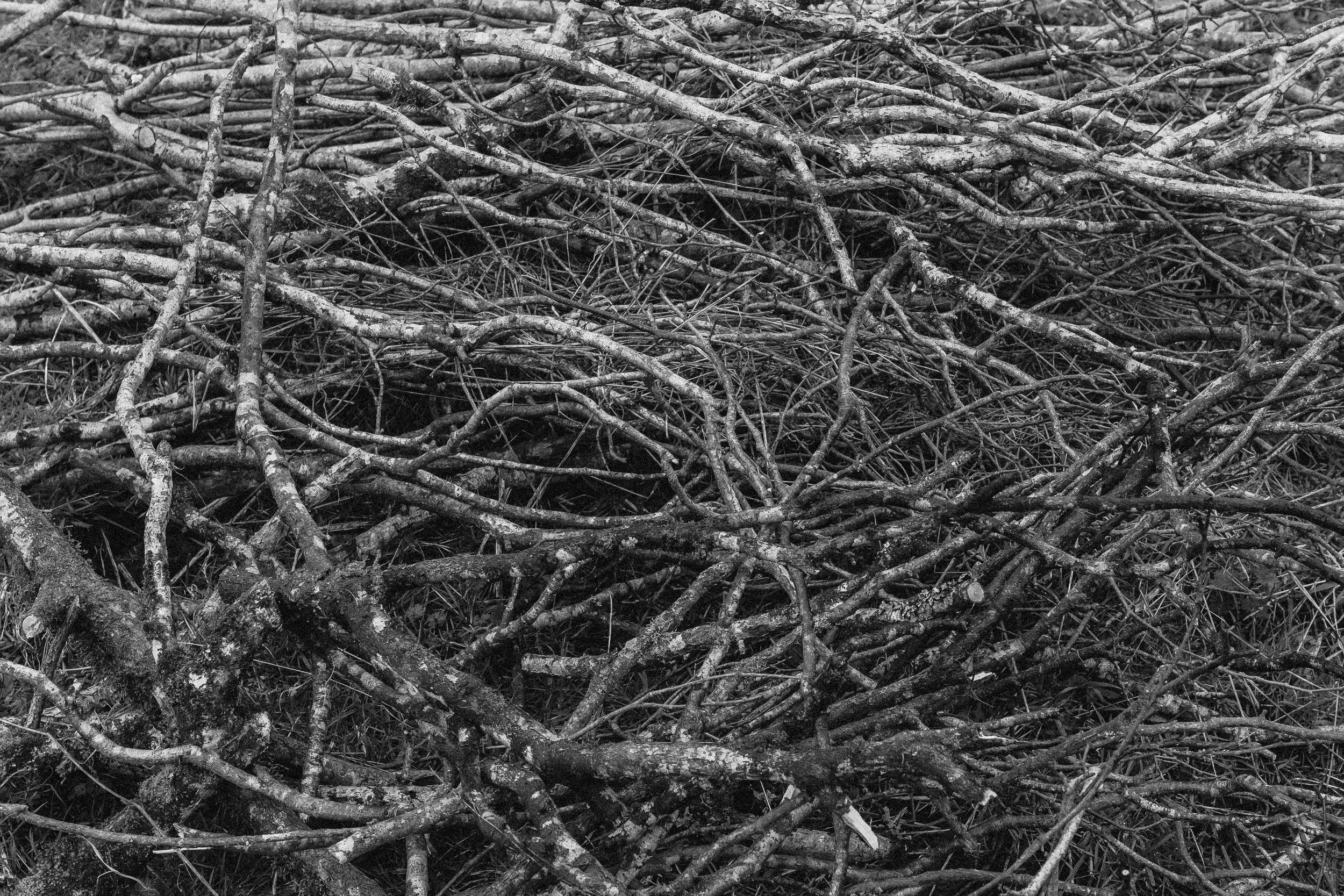 Cut scrub gathered into a pile, ready to be burned as part of land management at Lyscombe, Dorset - February '26.