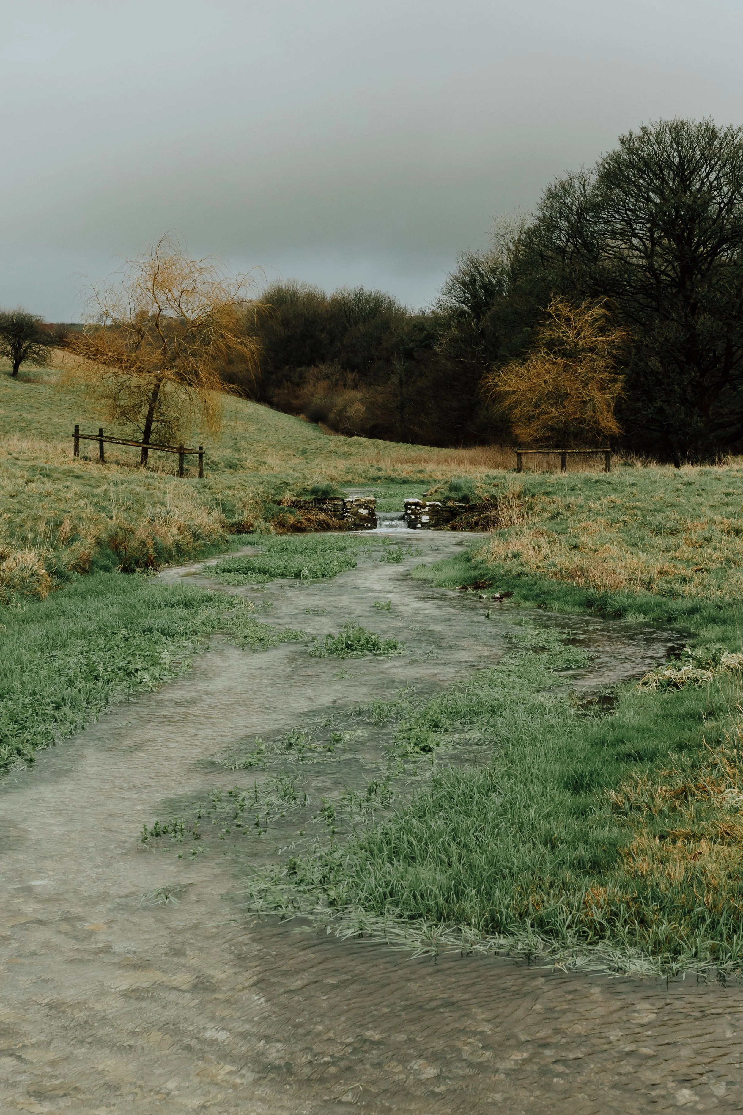 The Little Piddle flowing through Lyscombe, where restoration plans will allow the river to follow a more natural path and support a wetland habitat. - February '26