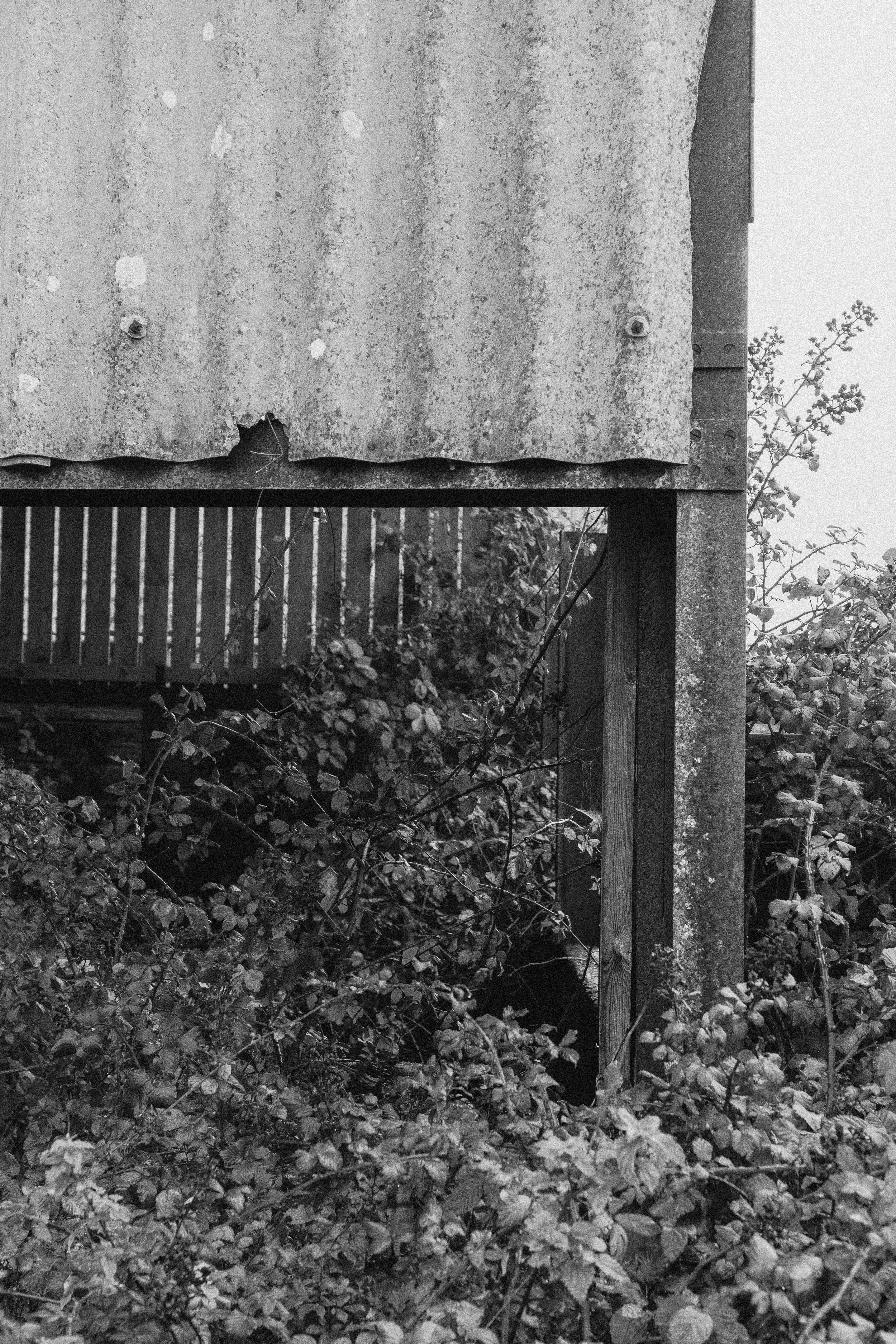 Taking over at Wild Woodbury - Winter 25'