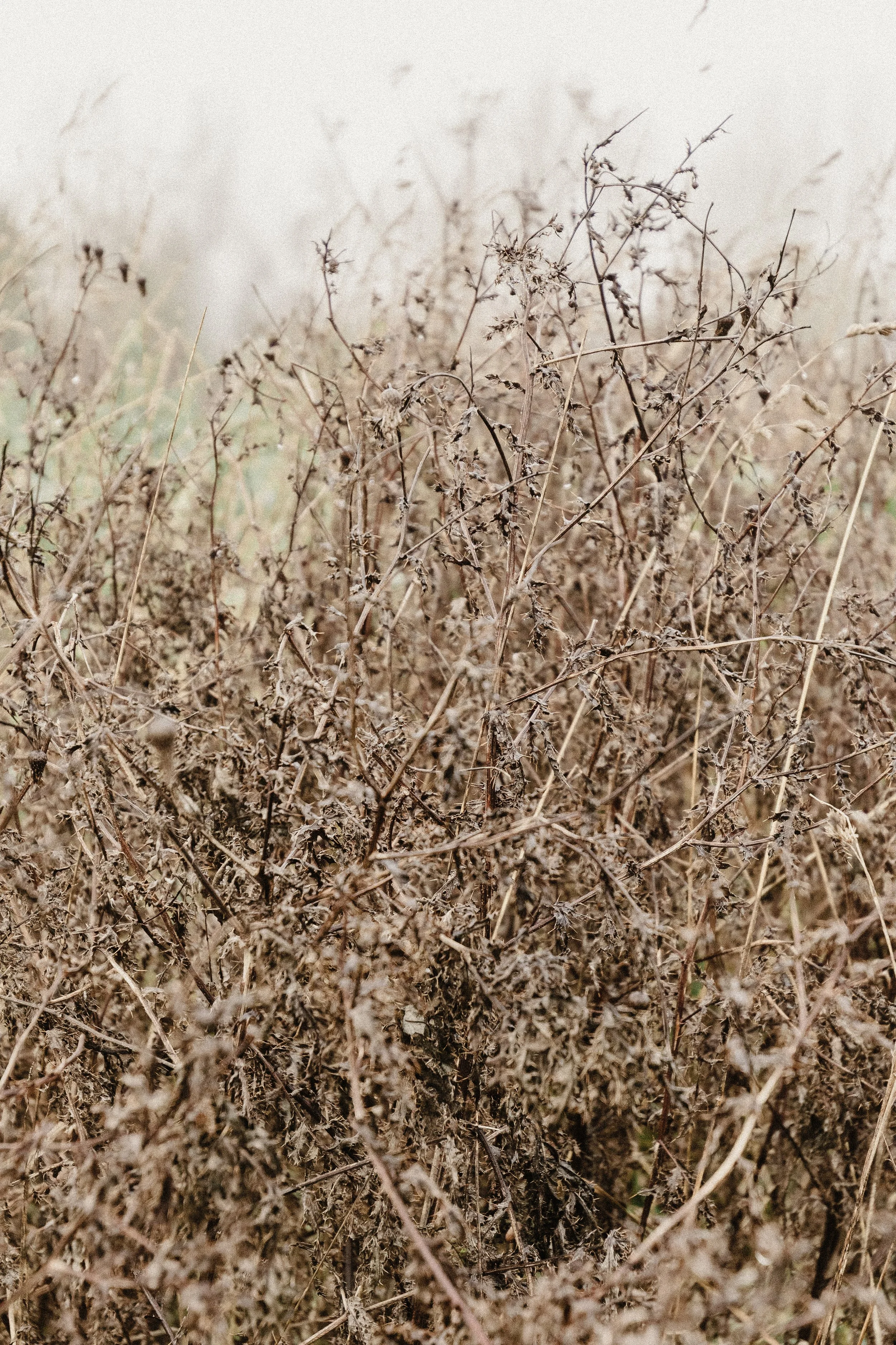 Winter Foliage at Wild Woodbury - November 25'