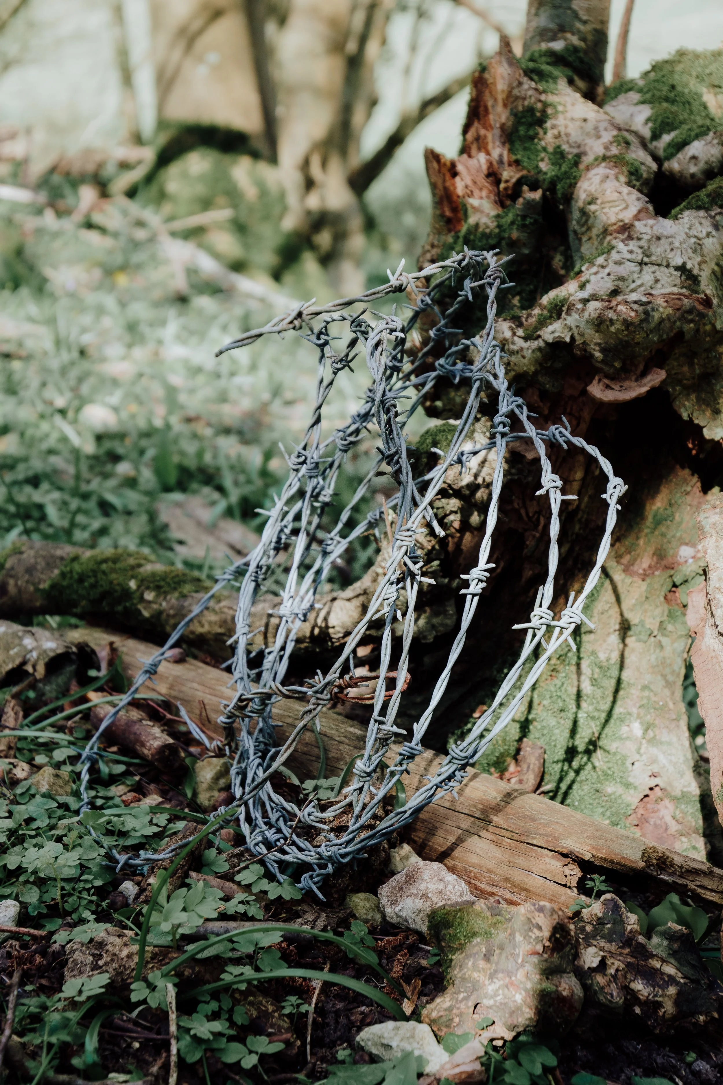 Lyscombe Fence Clearing_03.jpg
