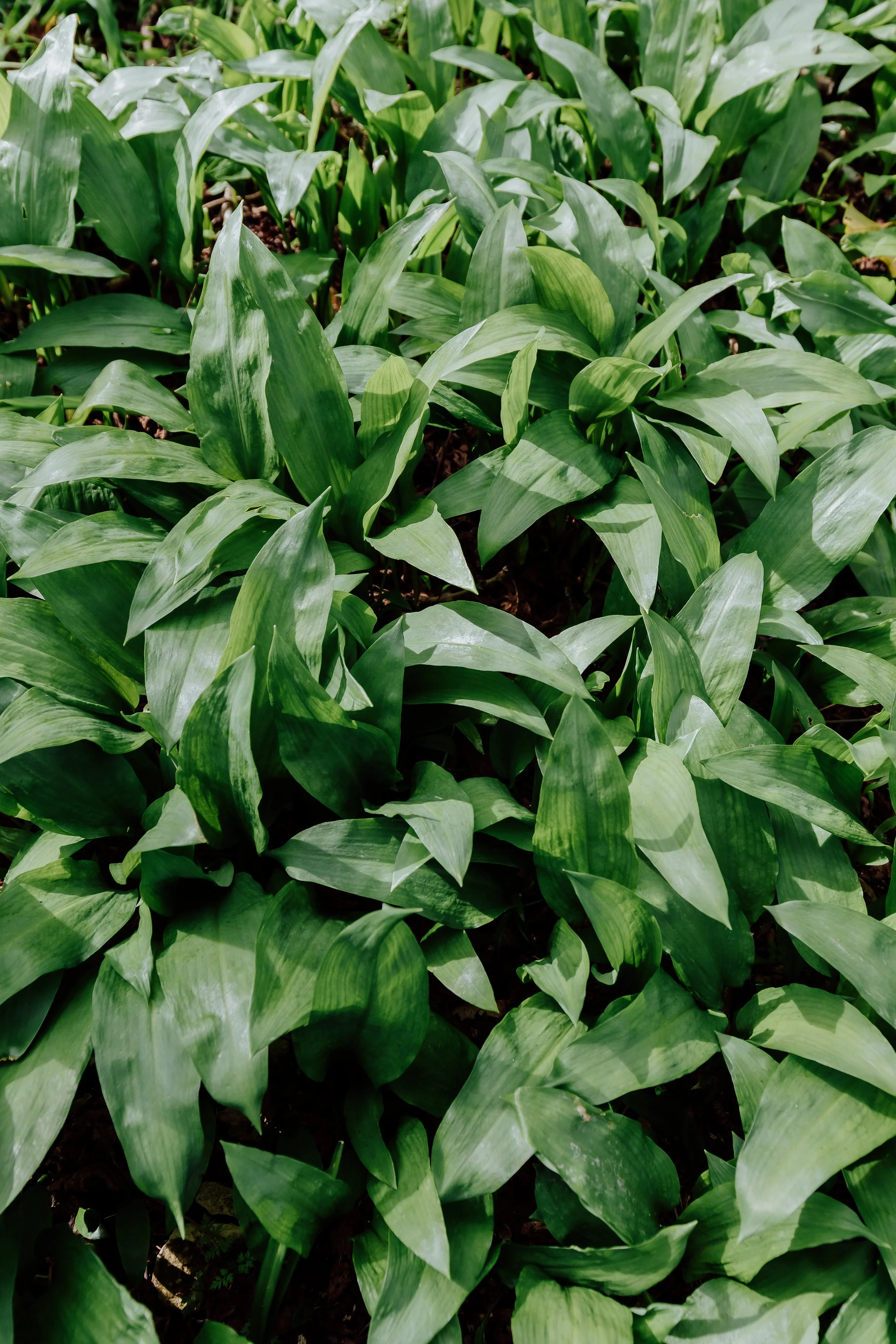 Lyscombe Fence Clearing_09.jpg