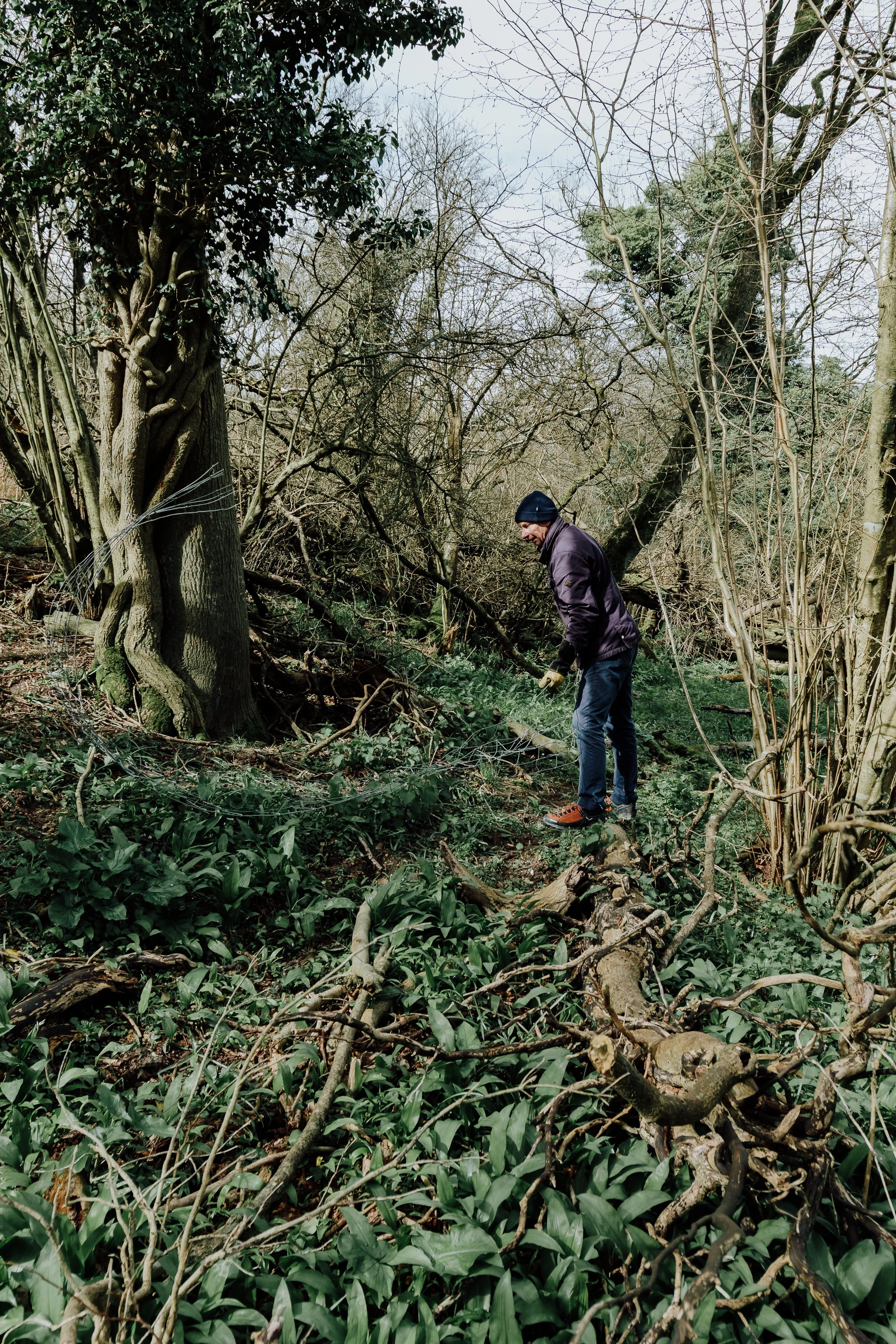 Lyscombe Fence Clearing_10.jpg