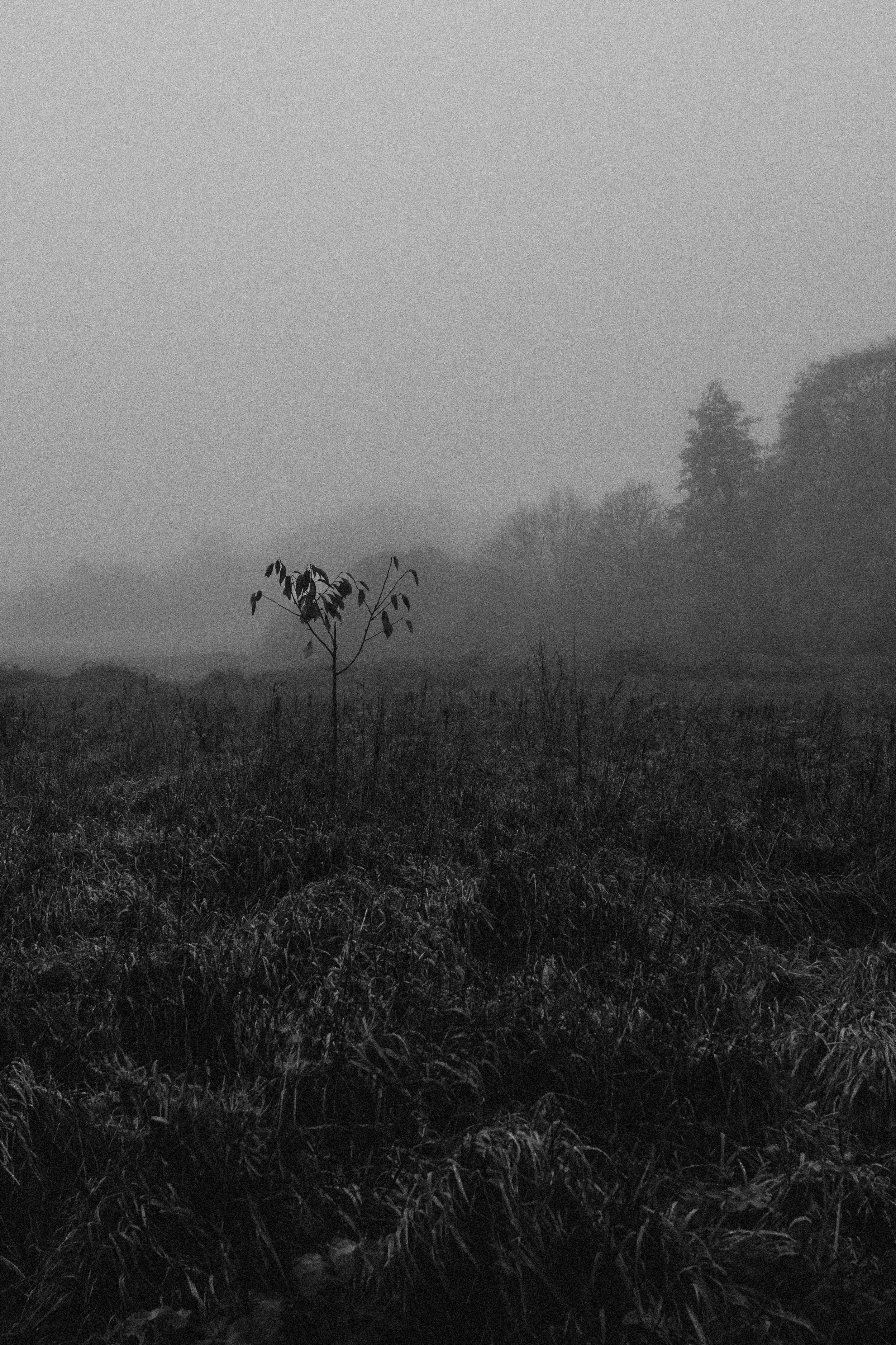 One lone Crab Apple Tree at Wild Woodbury - Winter 25' 