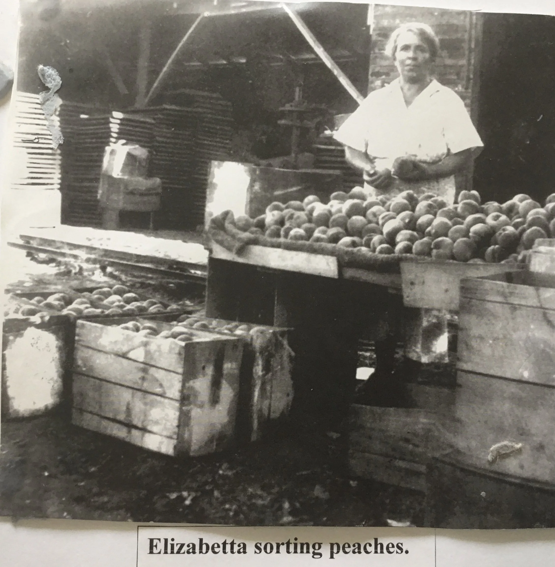 Elizabetta sorting peaches.JPG