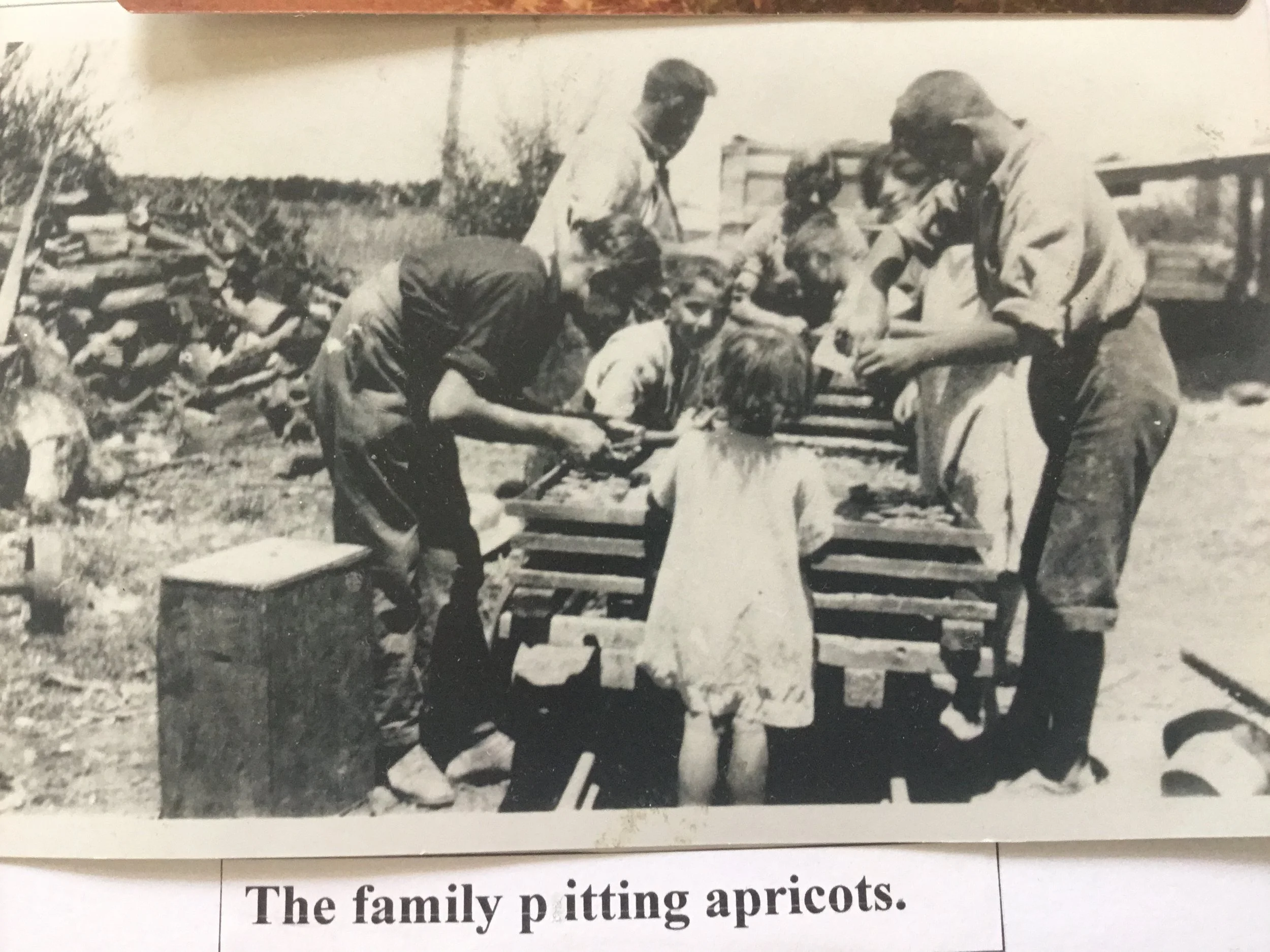 Pitting apricots.JPG